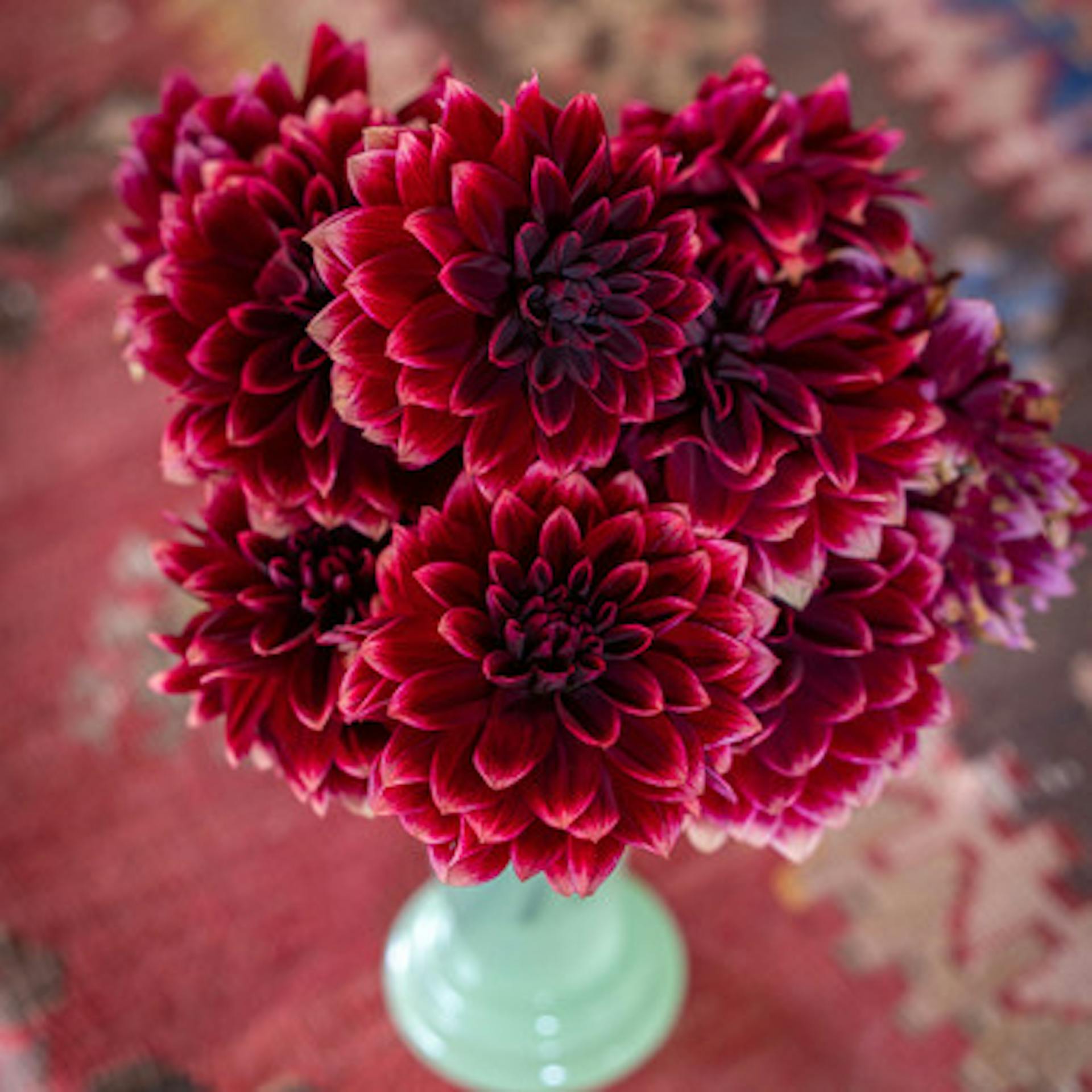 Dahlia 'Sissinghurst'
