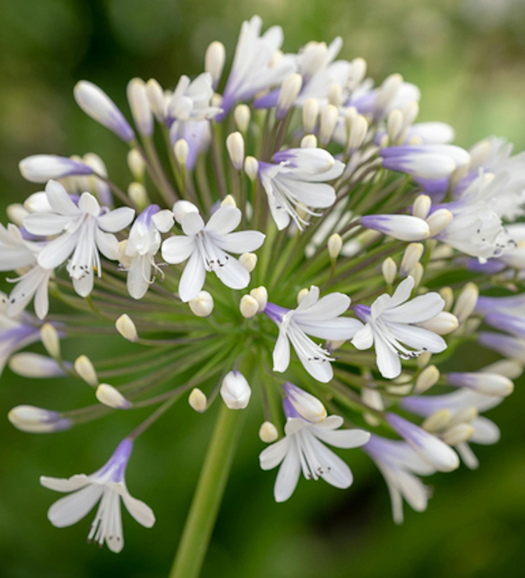 Agapanthus 'Queen Mum'