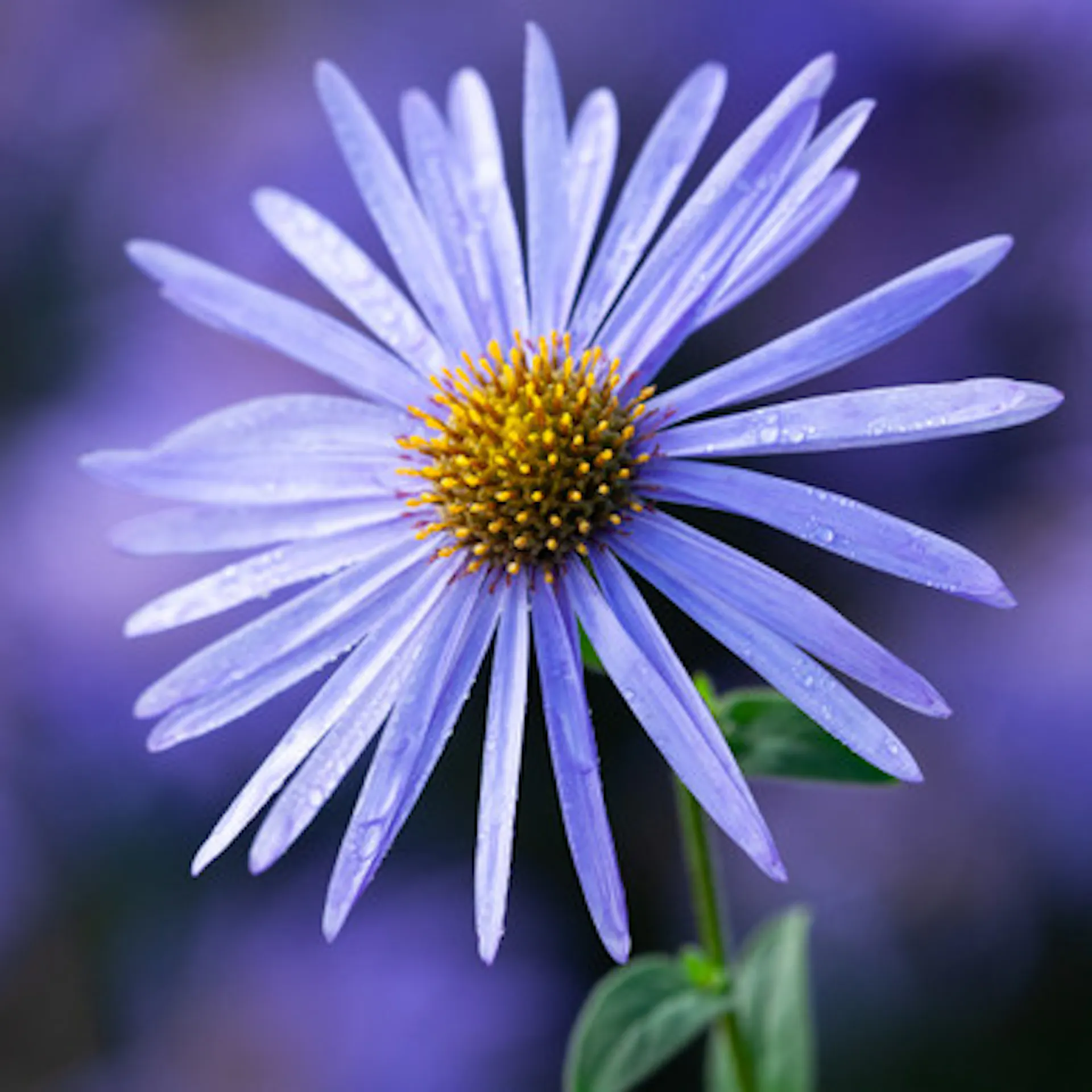 Aster x frikartii ‘Mönch’