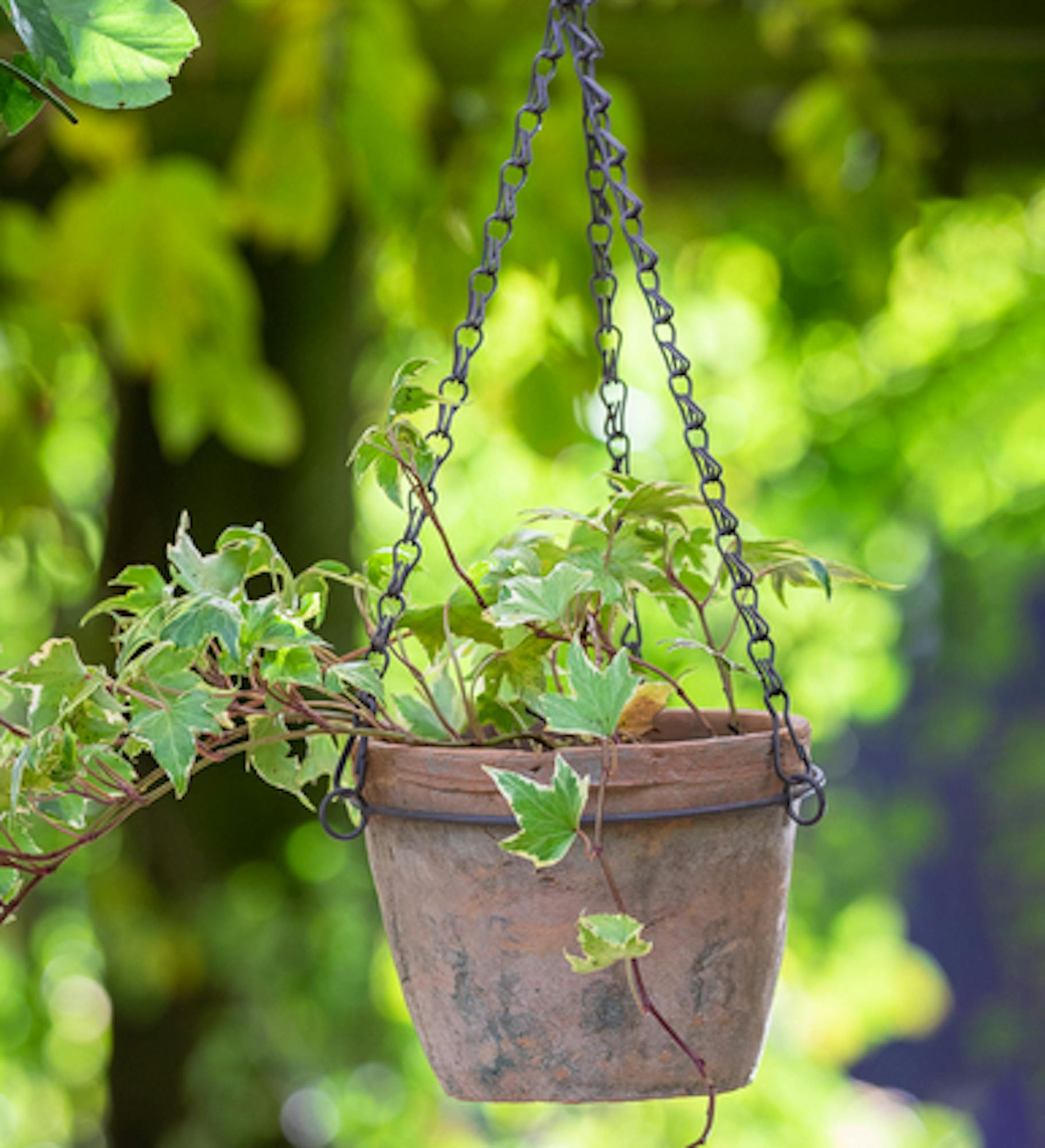 Hanging Terracotta Planter