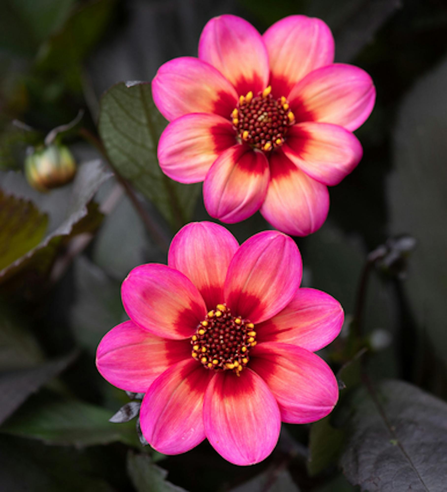 Dahlia 'Dahlegria Tricolore'