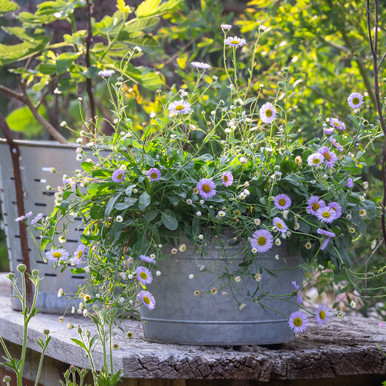 Daisies - little and large Collection