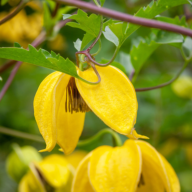Clematis tibetana 'Orange Peel'