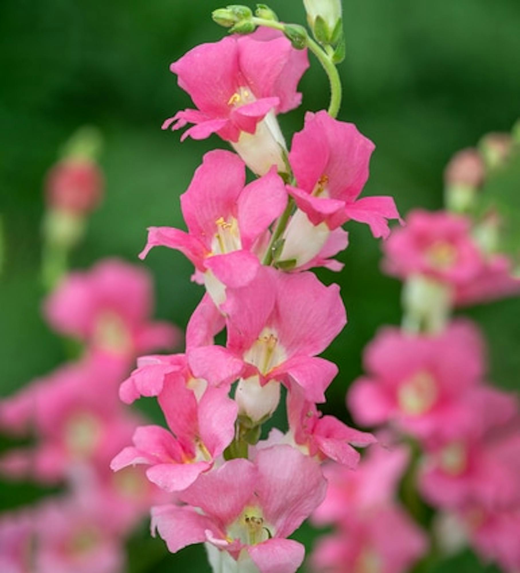 Antirrhinum majus 'Chantilly Pink' F1