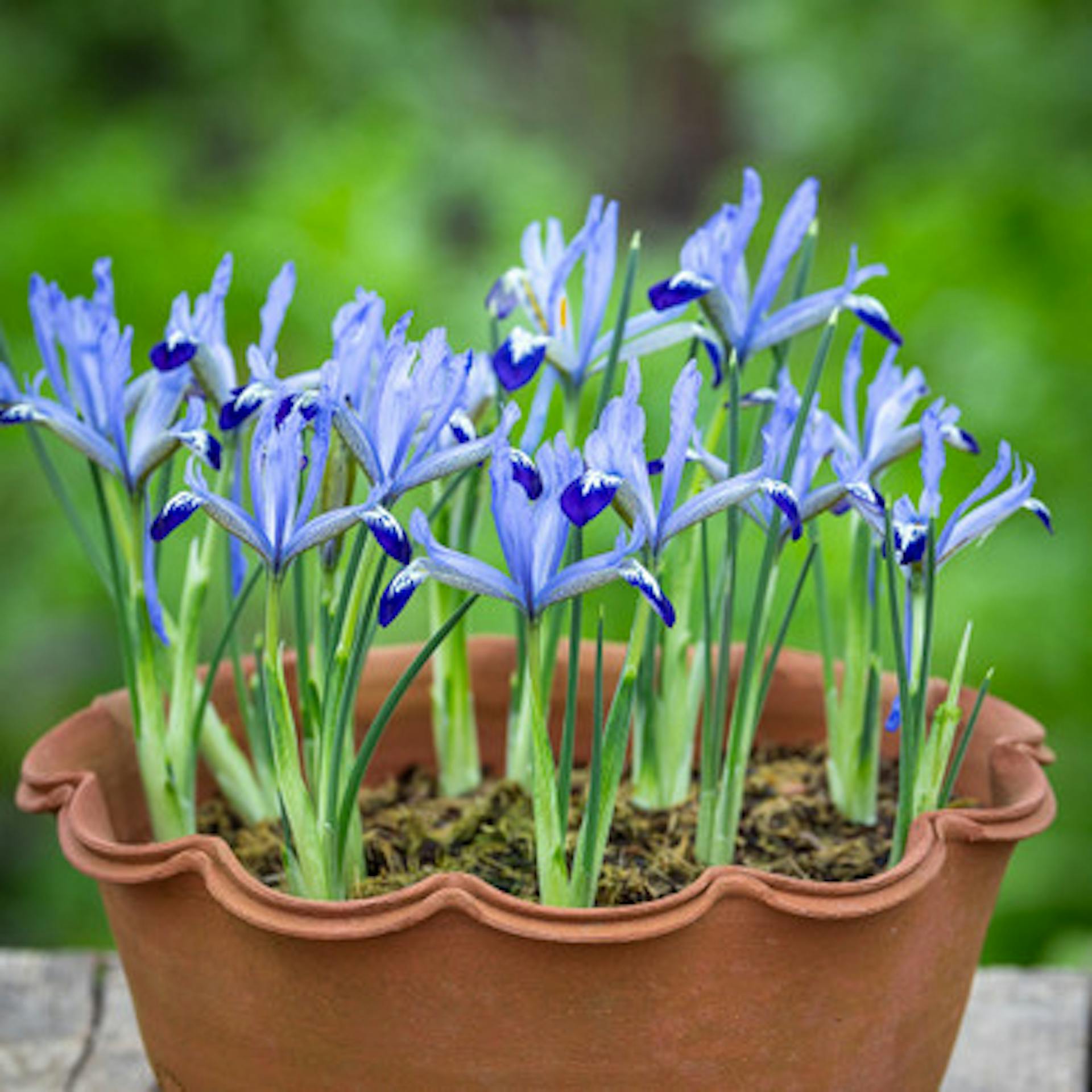 Iris reticulata 'Clairette'