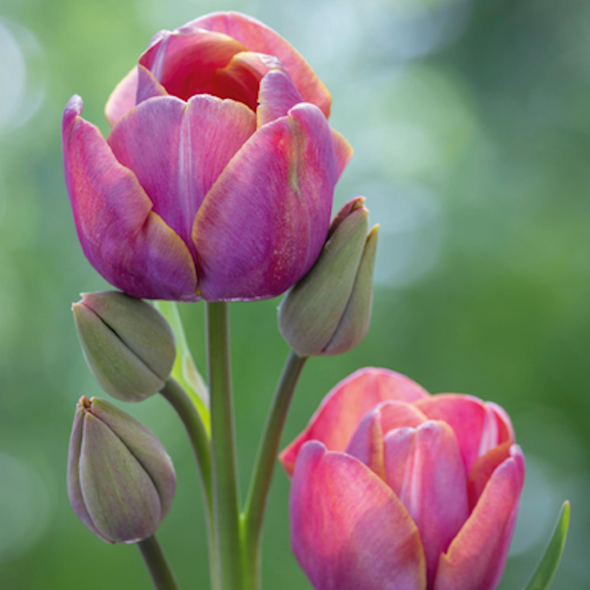 Tulip 'Blue Heaven'