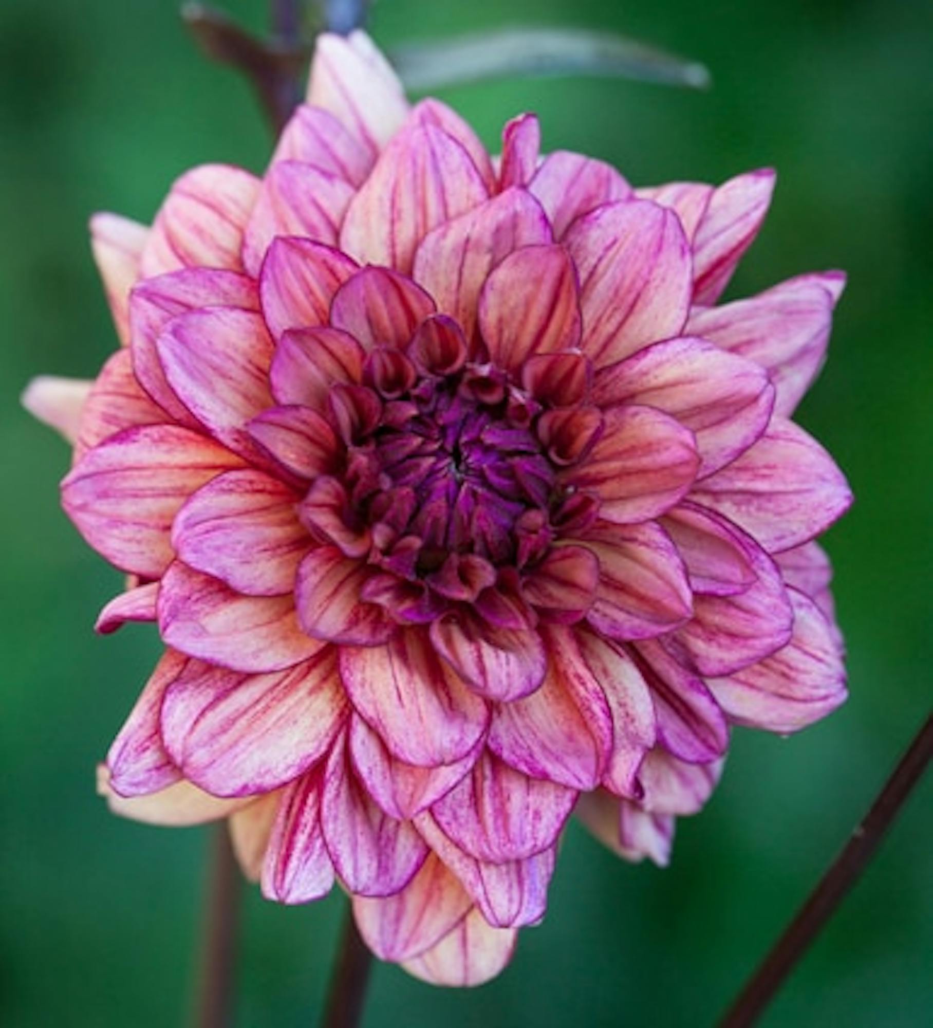 Dahlia 'Molly Raven'