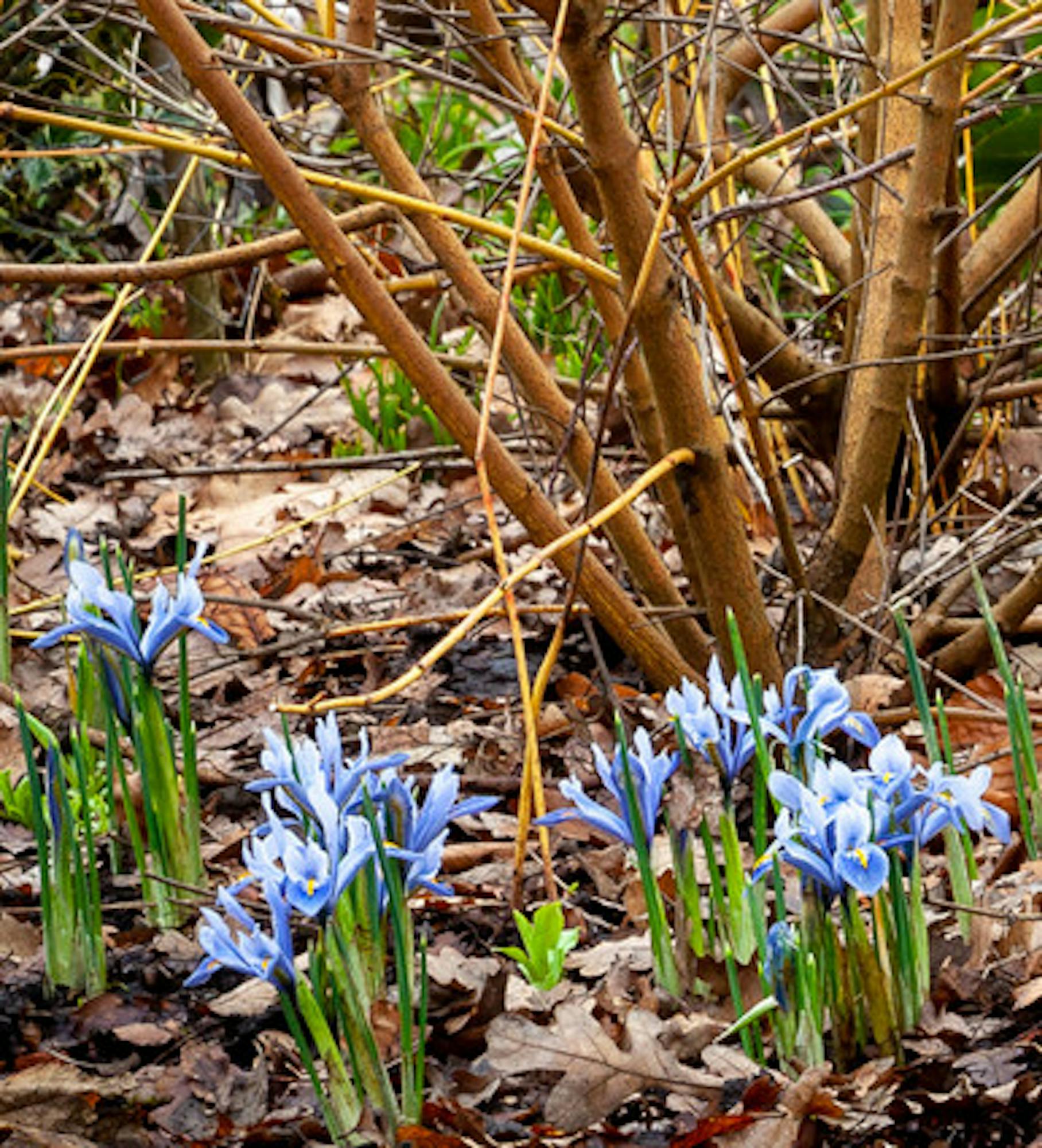 Iris 'Alida' (Reticulata)