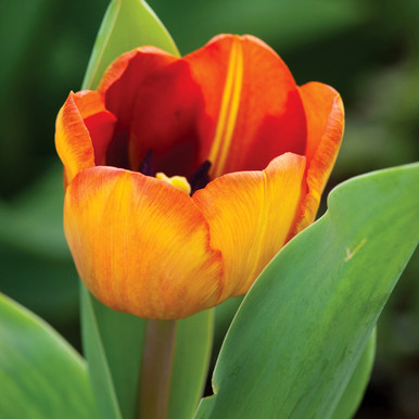 Tulip 'Cairo'