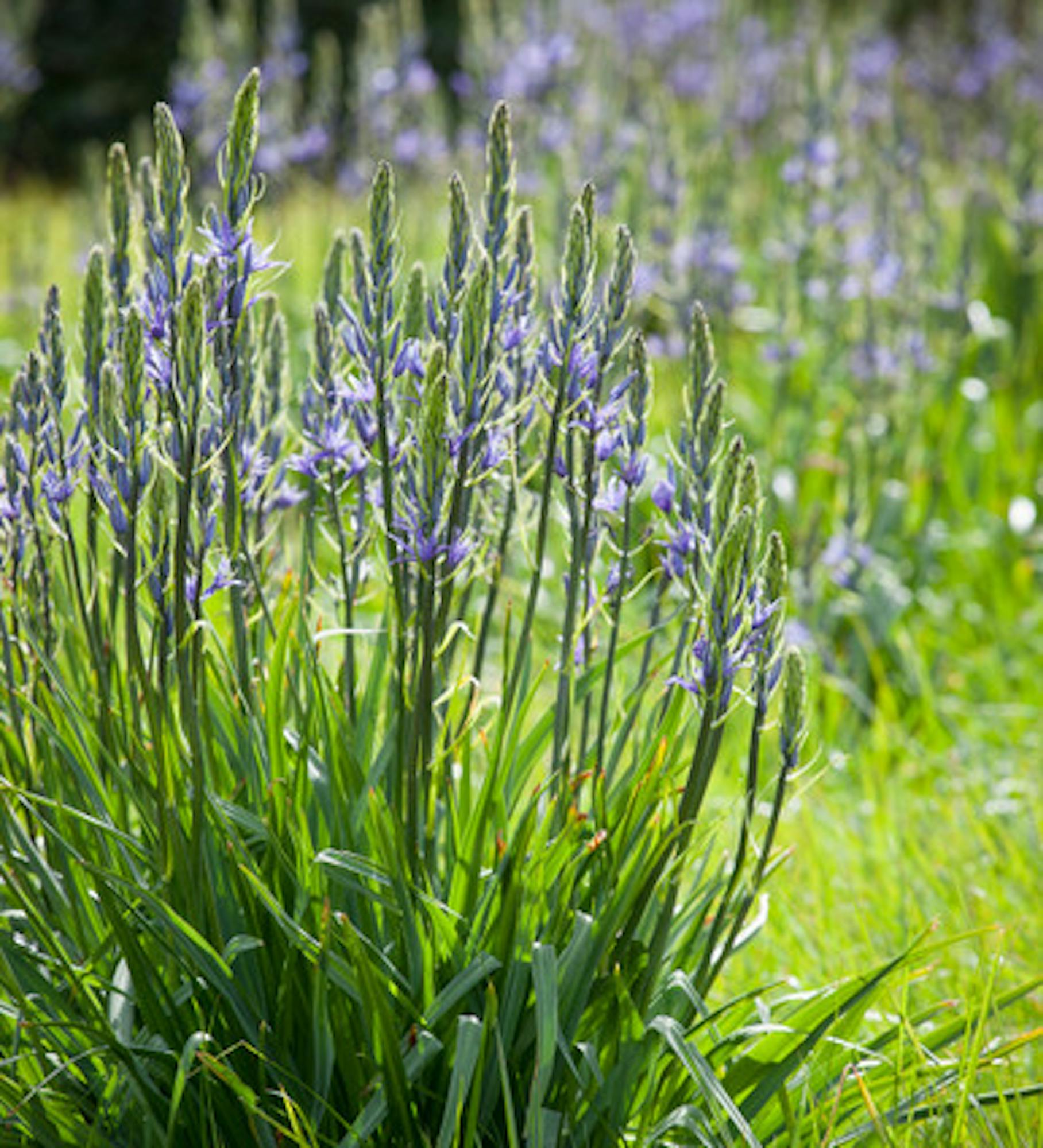 Camassia leichtlinii subsp. suksdorfii Caerulea Group