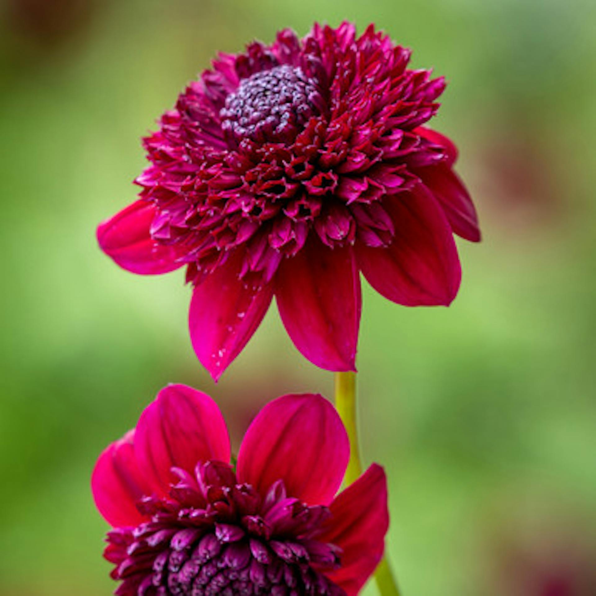 Dahlia 'Rosie Raven'