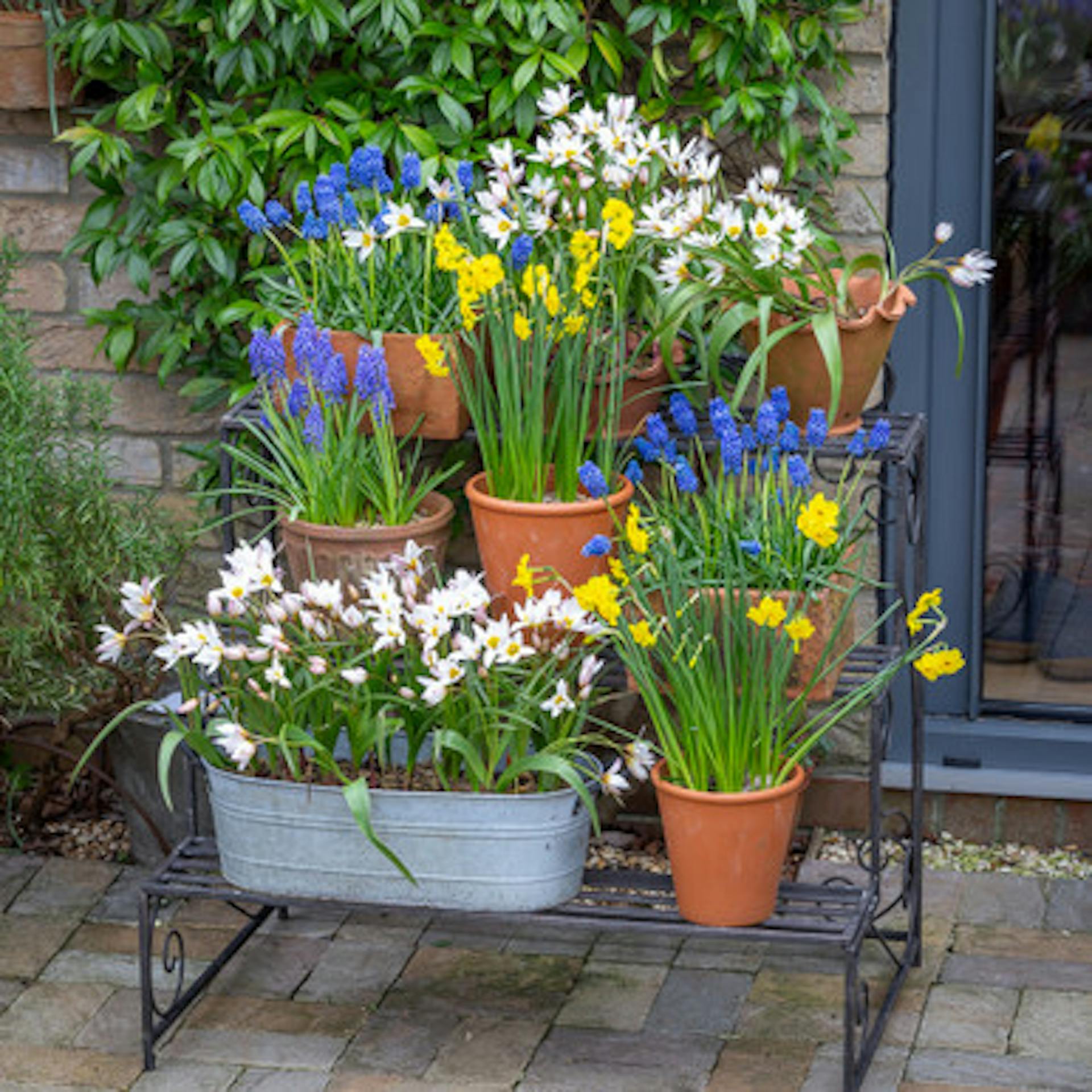 Plant Stand Bulb Collection