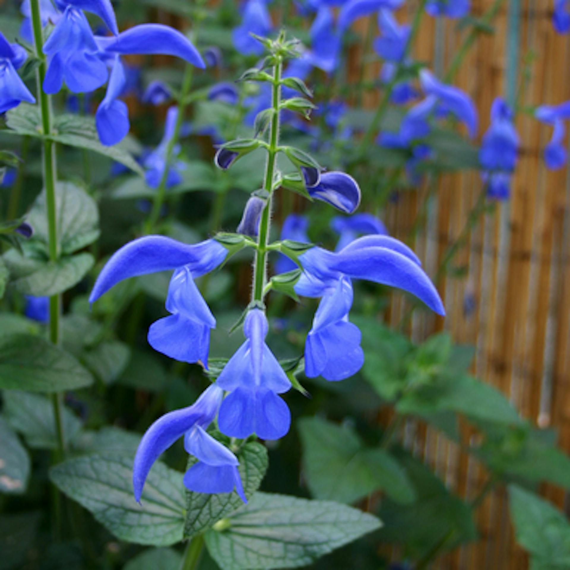 Salvia patens 'Guanajuato'