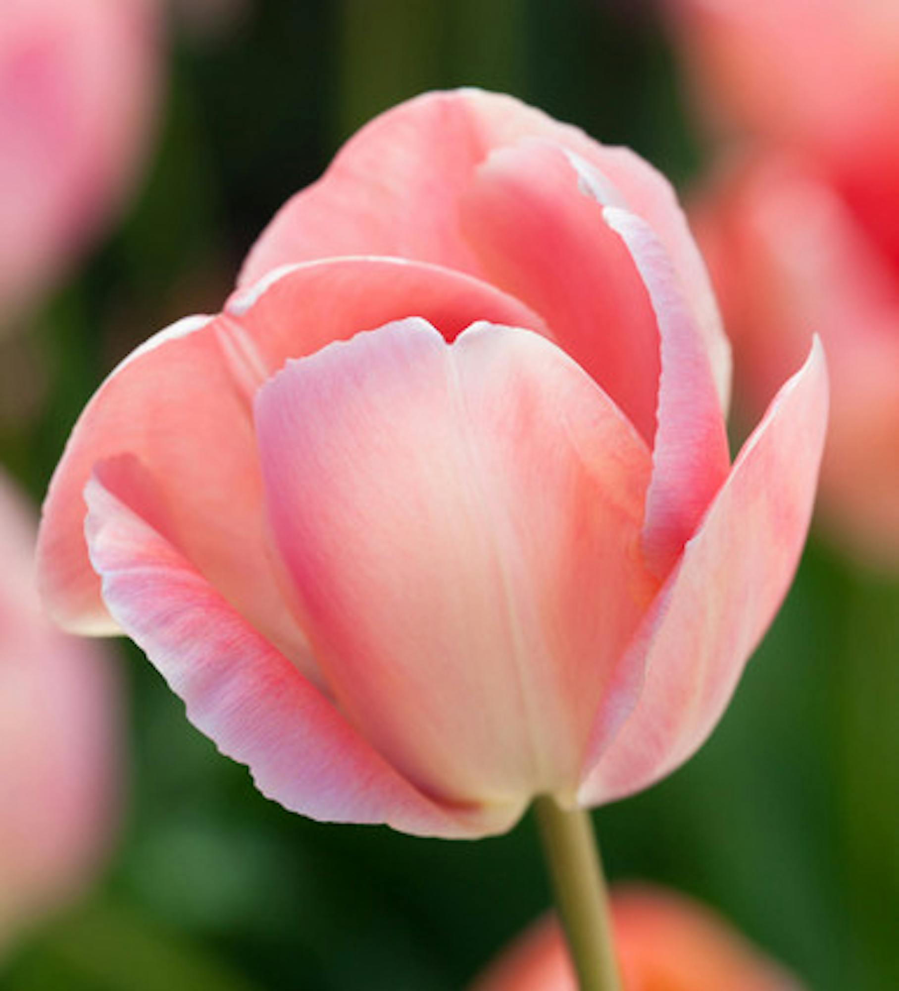 Tulip 'Mystic van Eijk'