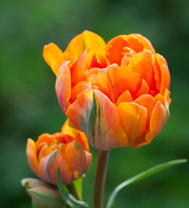 Tulip 'Orange Princess'