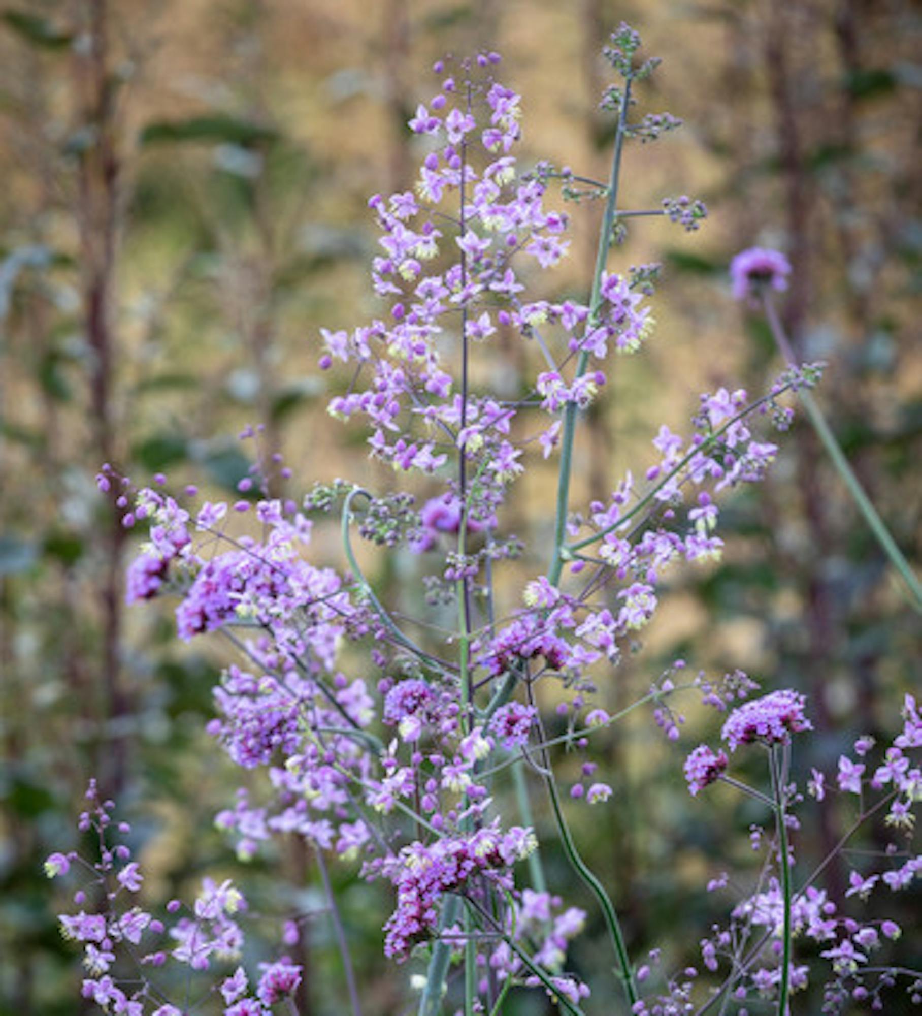 Thalictrum delavayi