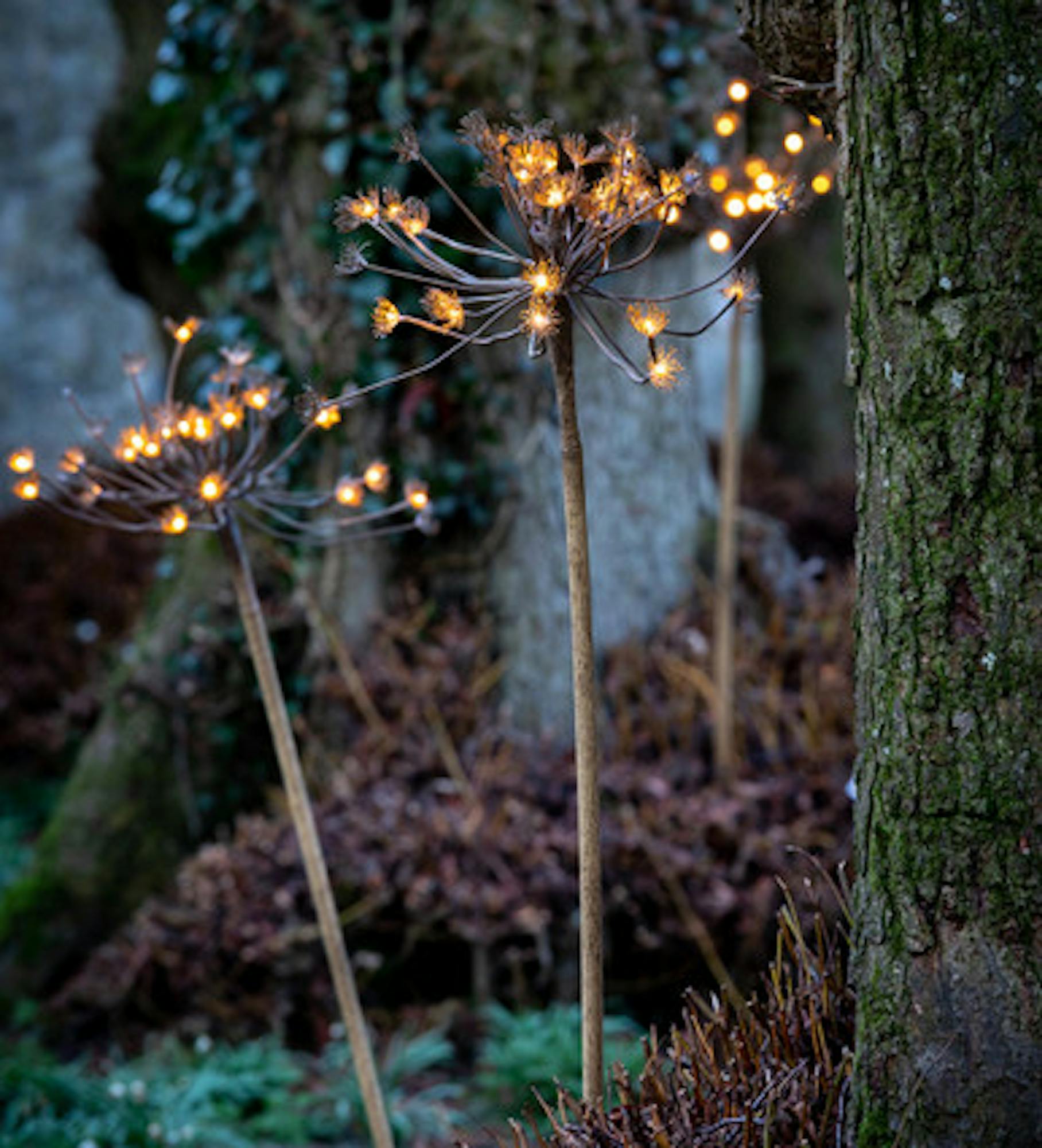 Solar Hogweed Stem