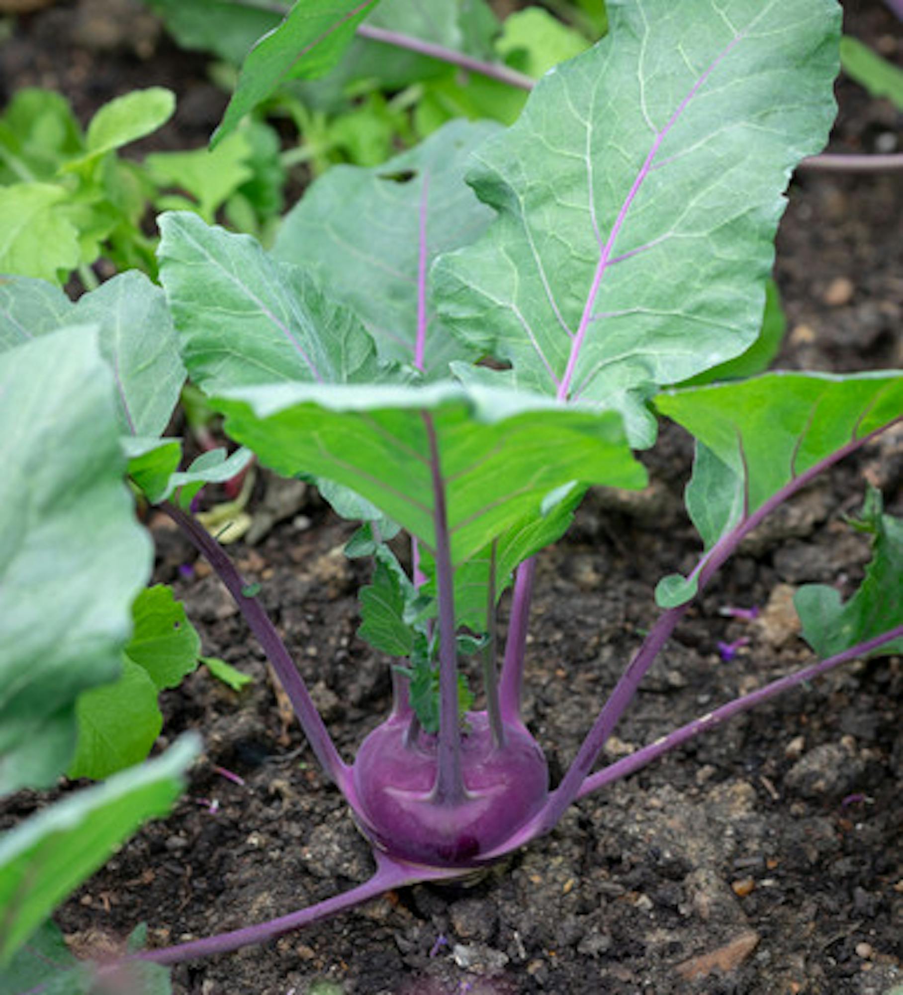 Kohlrabi 'Kolibri' F1 (Gongylodes Group)