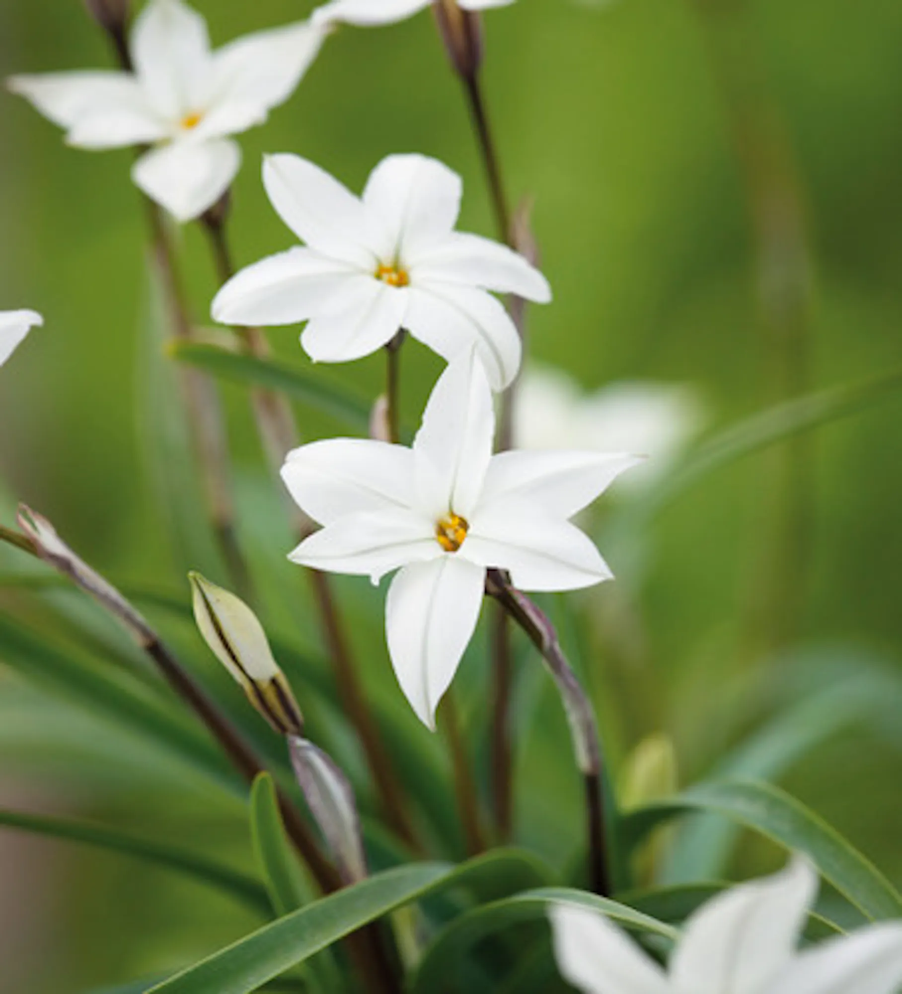 Ipheion 'Alberto Castillo'