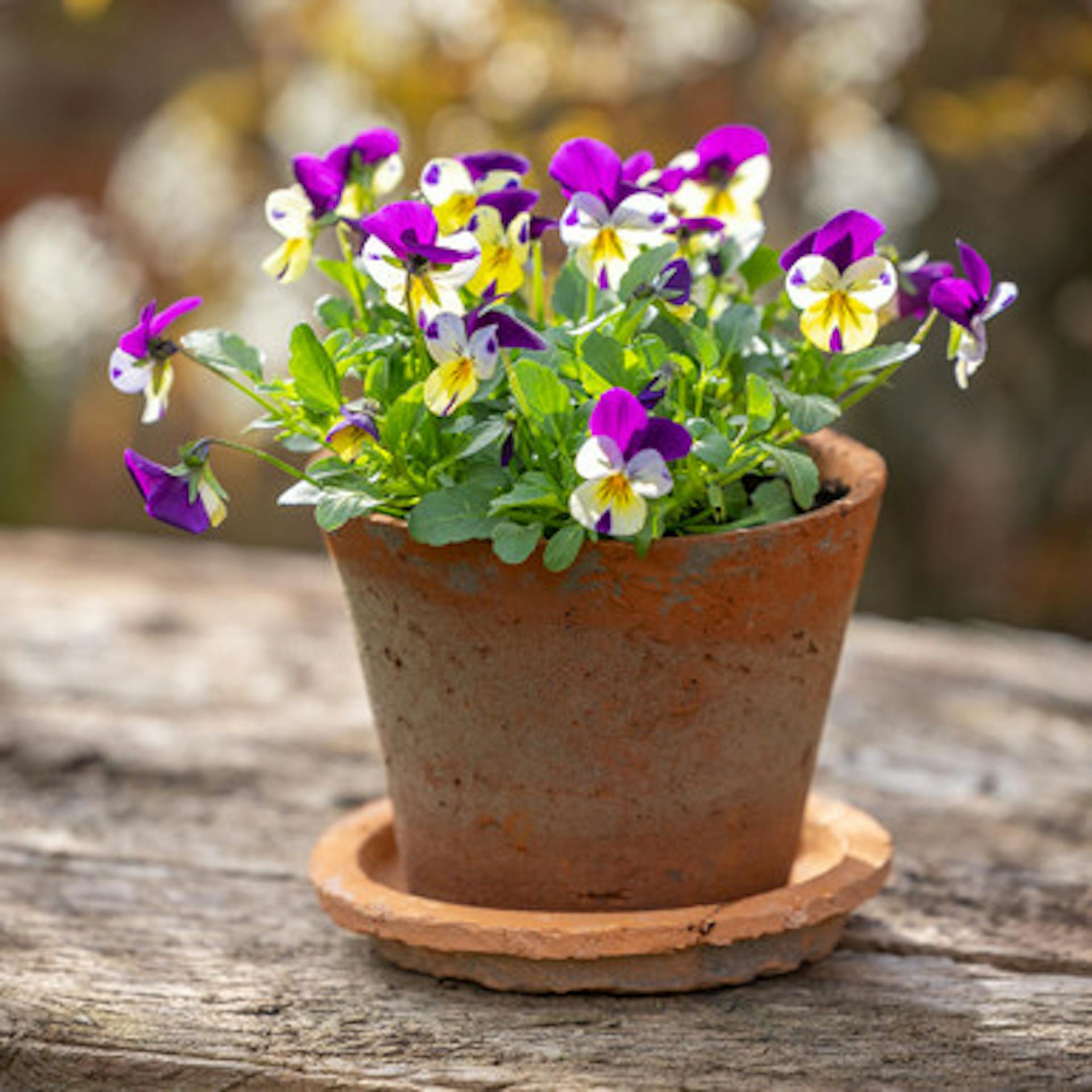 Viola cornuta 'Sorbet XP Lemon Jump Up'