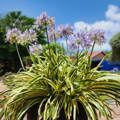 Agapanthus praecox subsp. orientalis 'Zambezi'