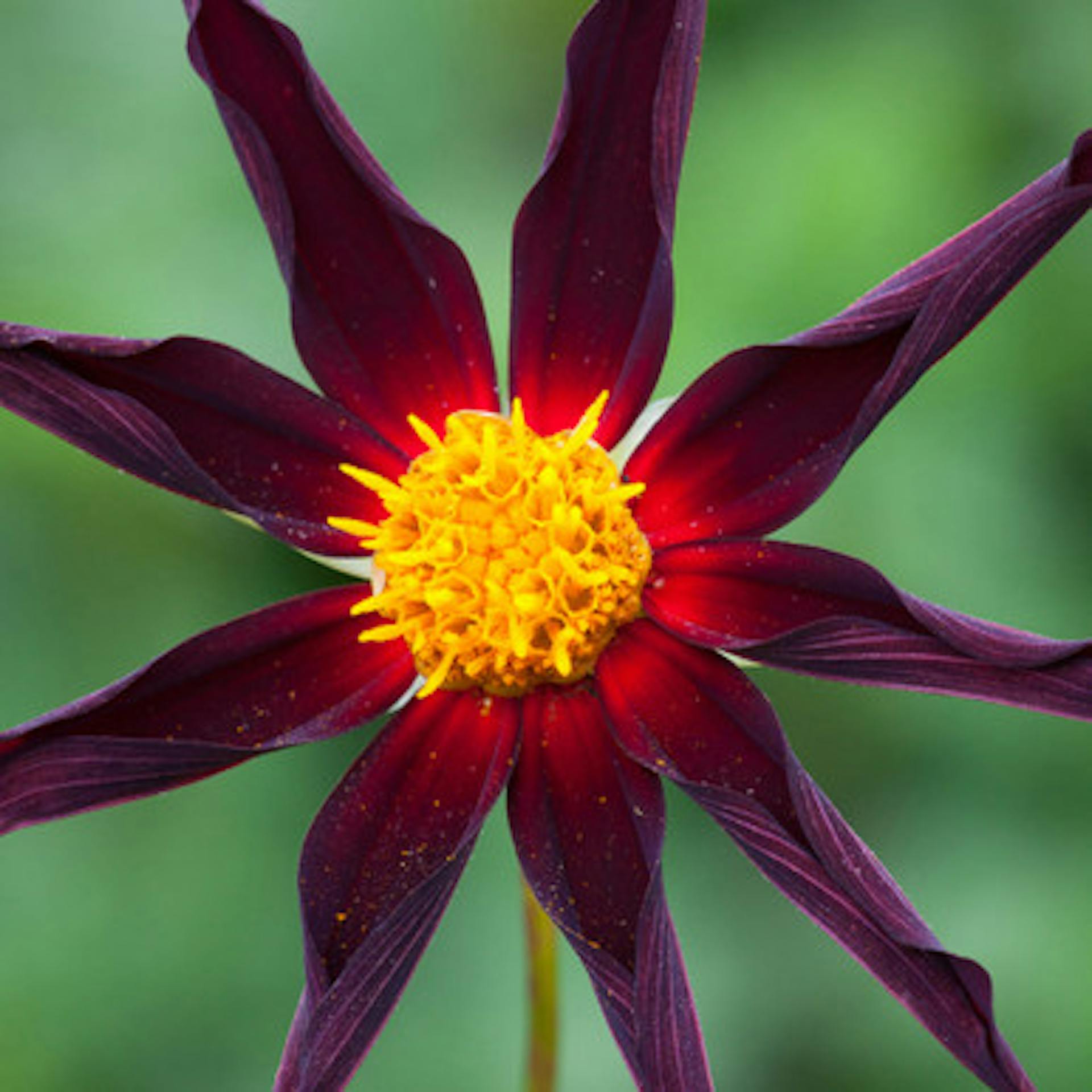 Dahlia 'Verrone's Obsidian'