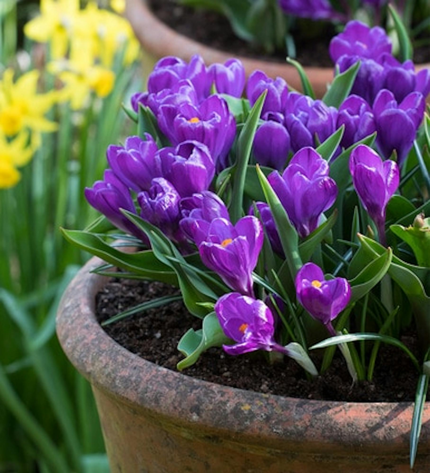 Crocus vernus 'Flower Record'