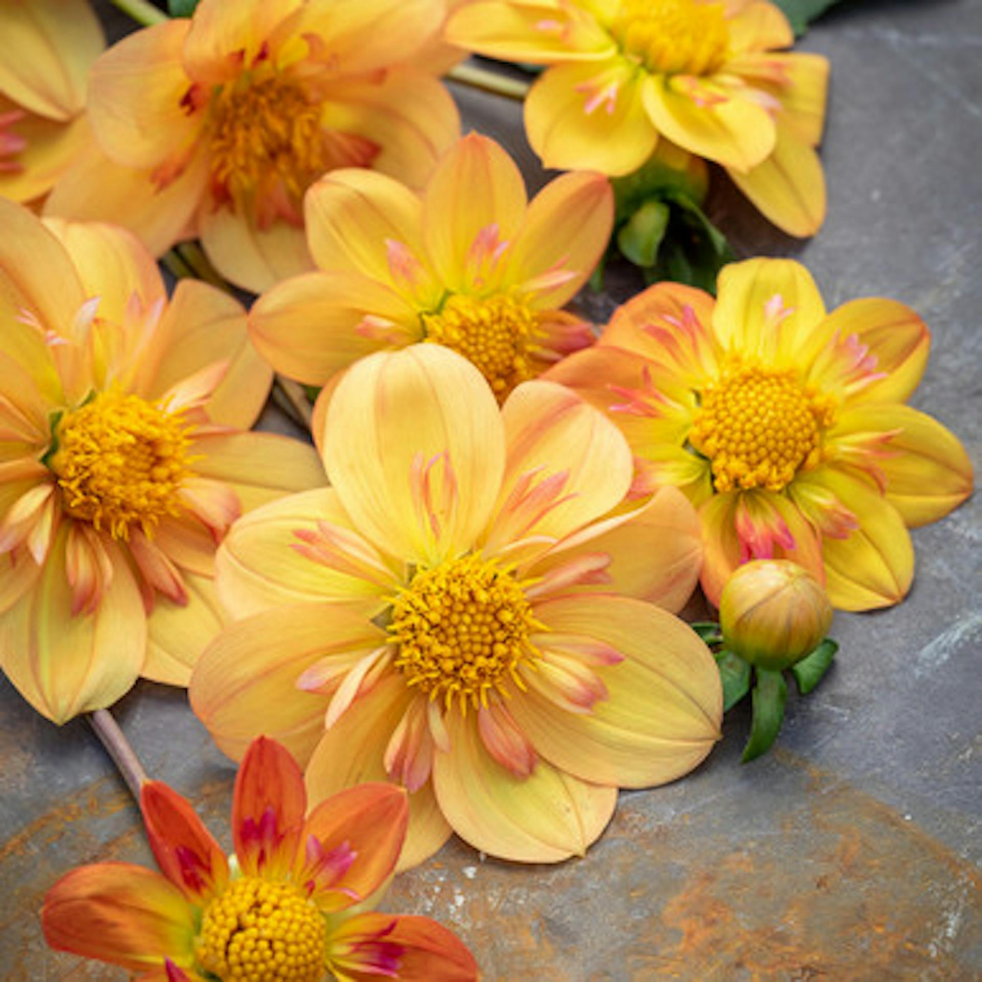 Dahlia 'Kelsey Annie Joy'