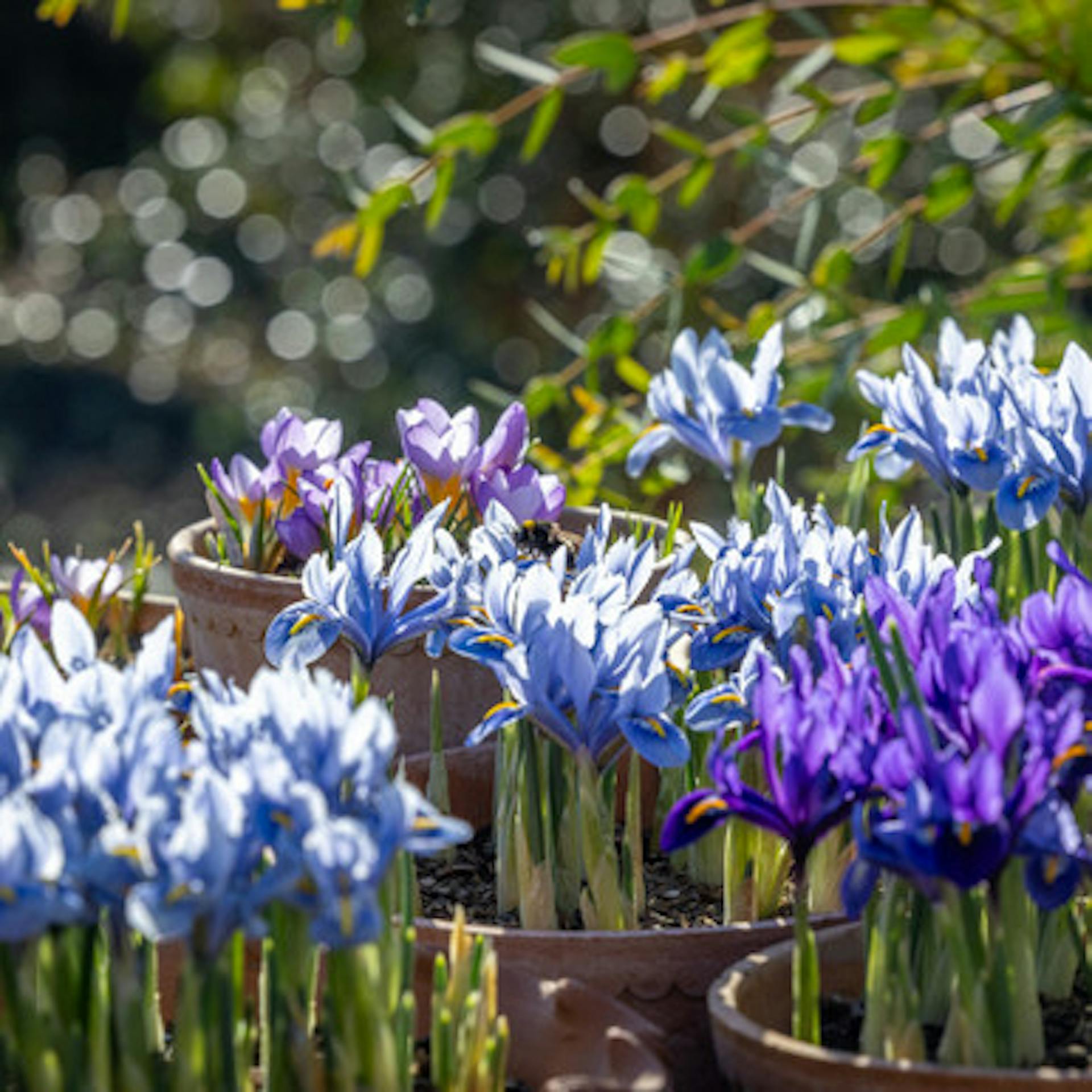 Start Spring in February Bulb Collection