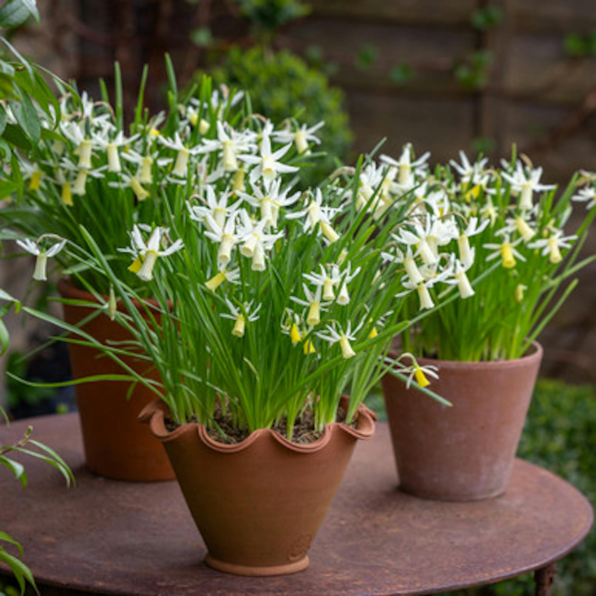 Narcissus 'Snipe'