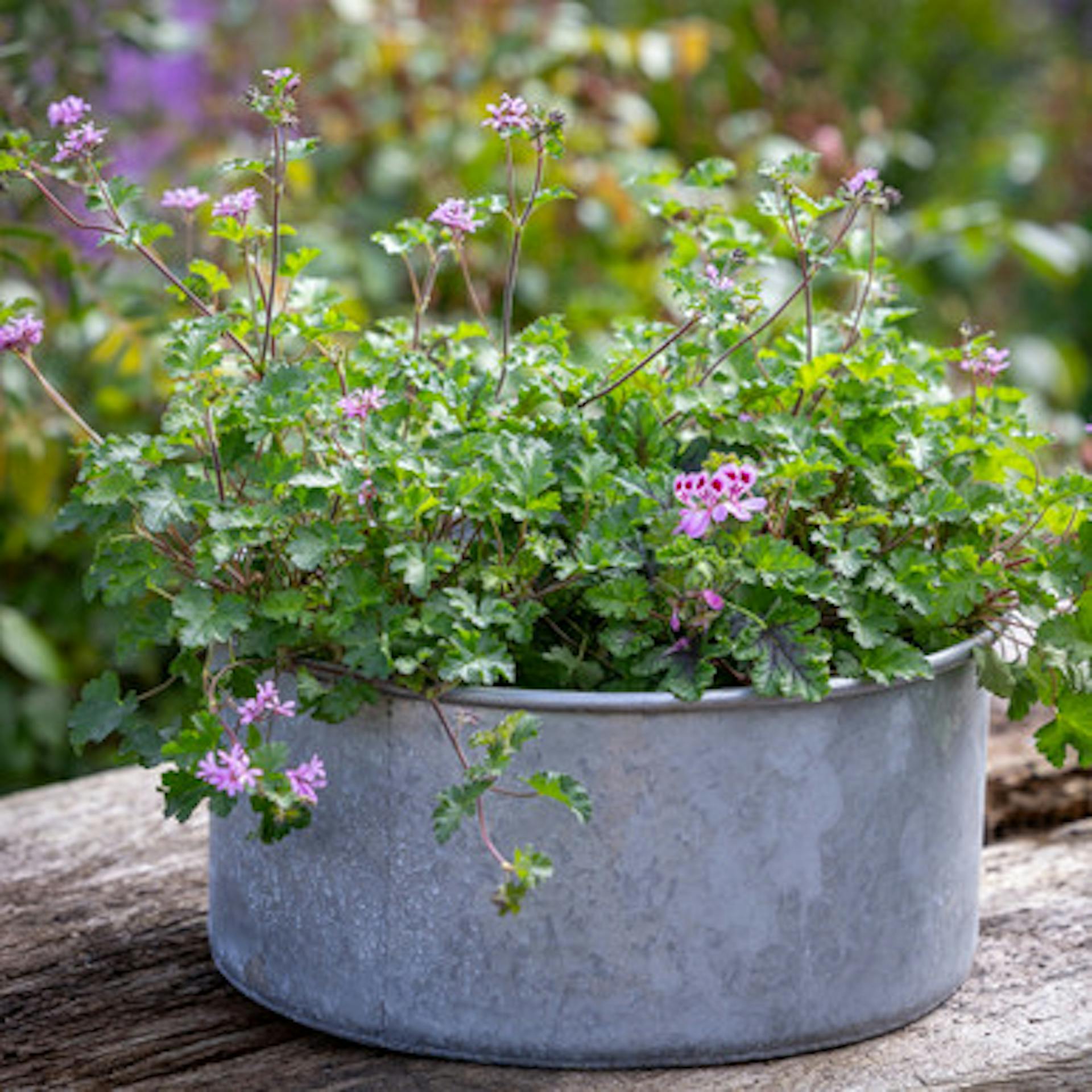 Vintage Look Zinc Bowl
