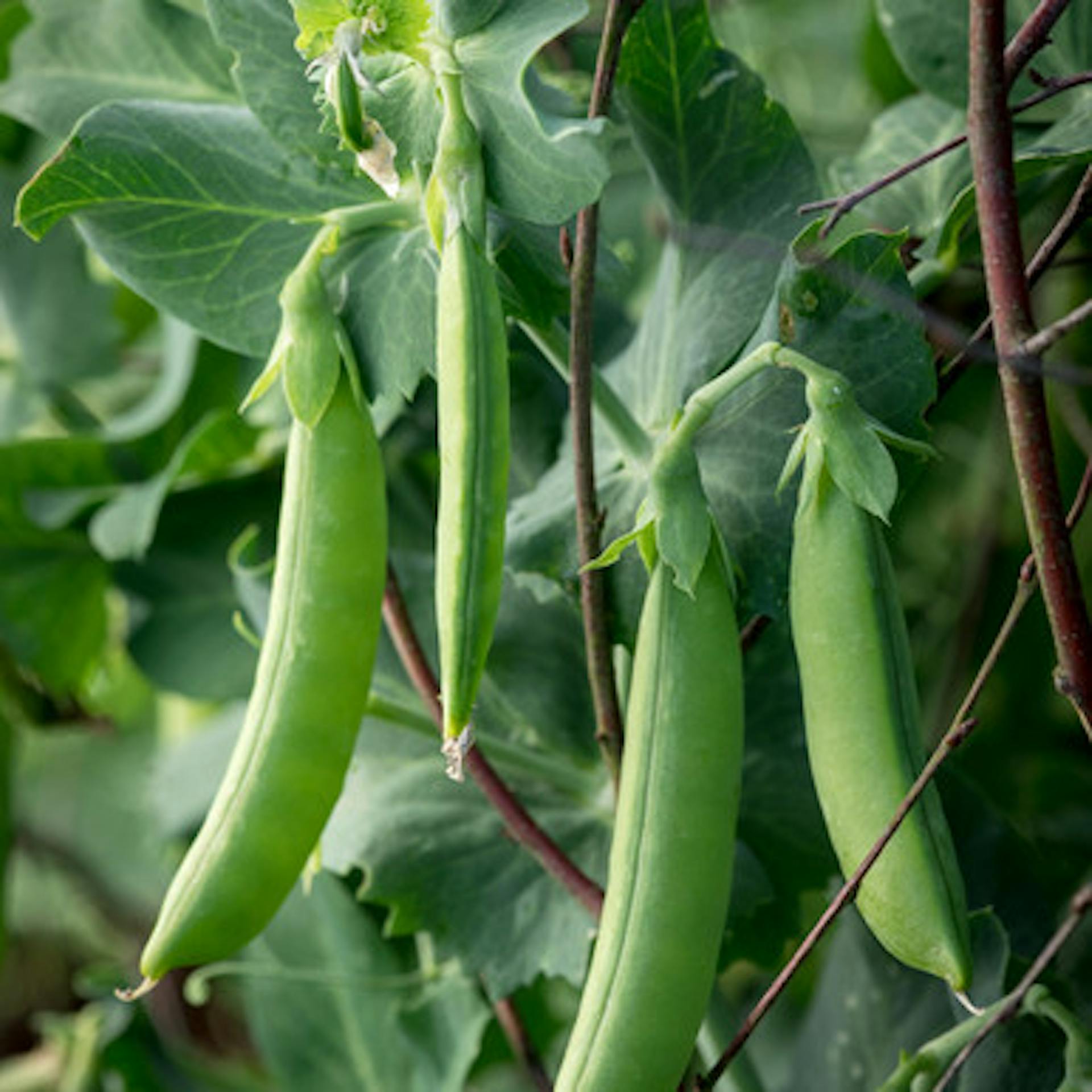 Pea 'Nairobi'