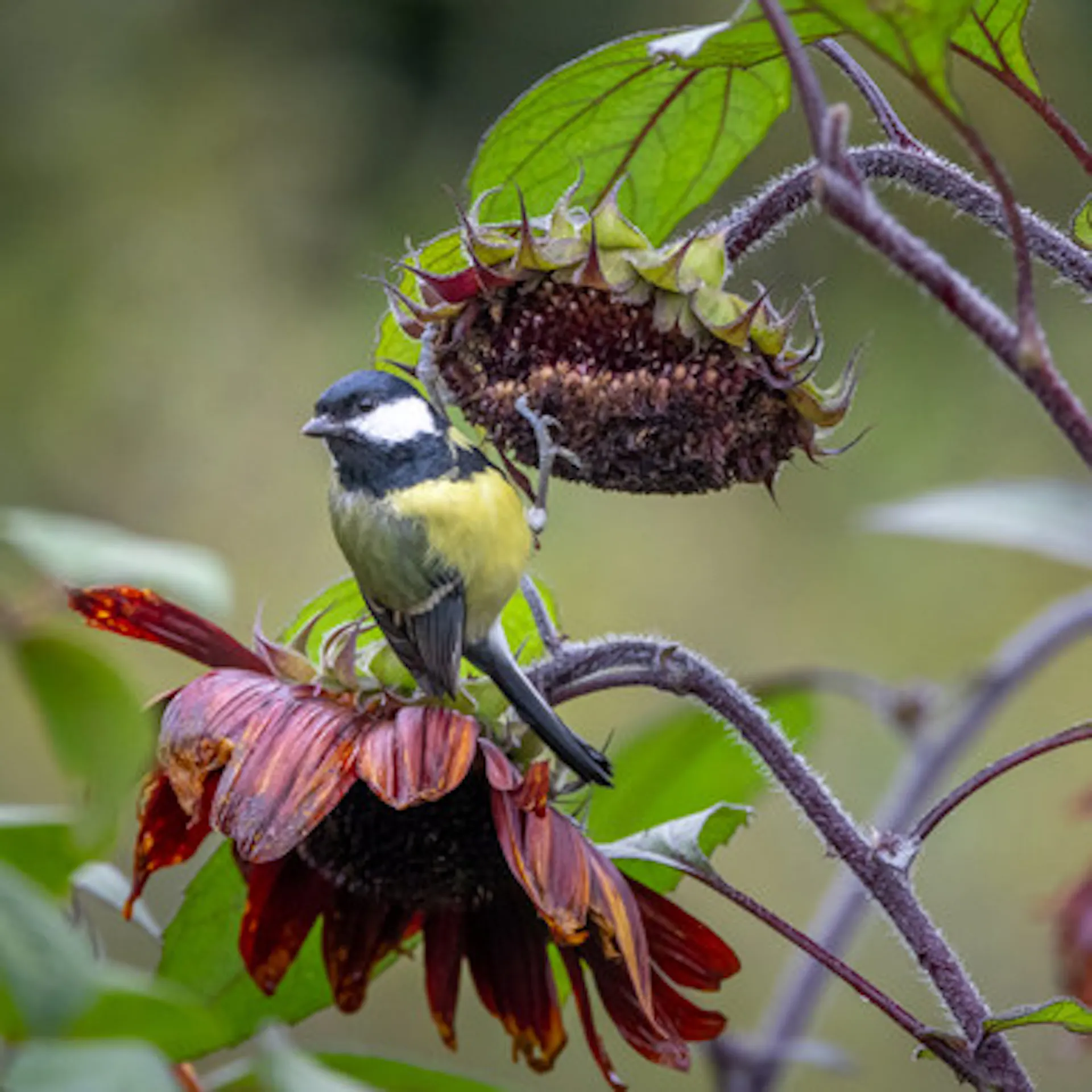 Helianthus annuus 'Claret' F1  (Sunflower)