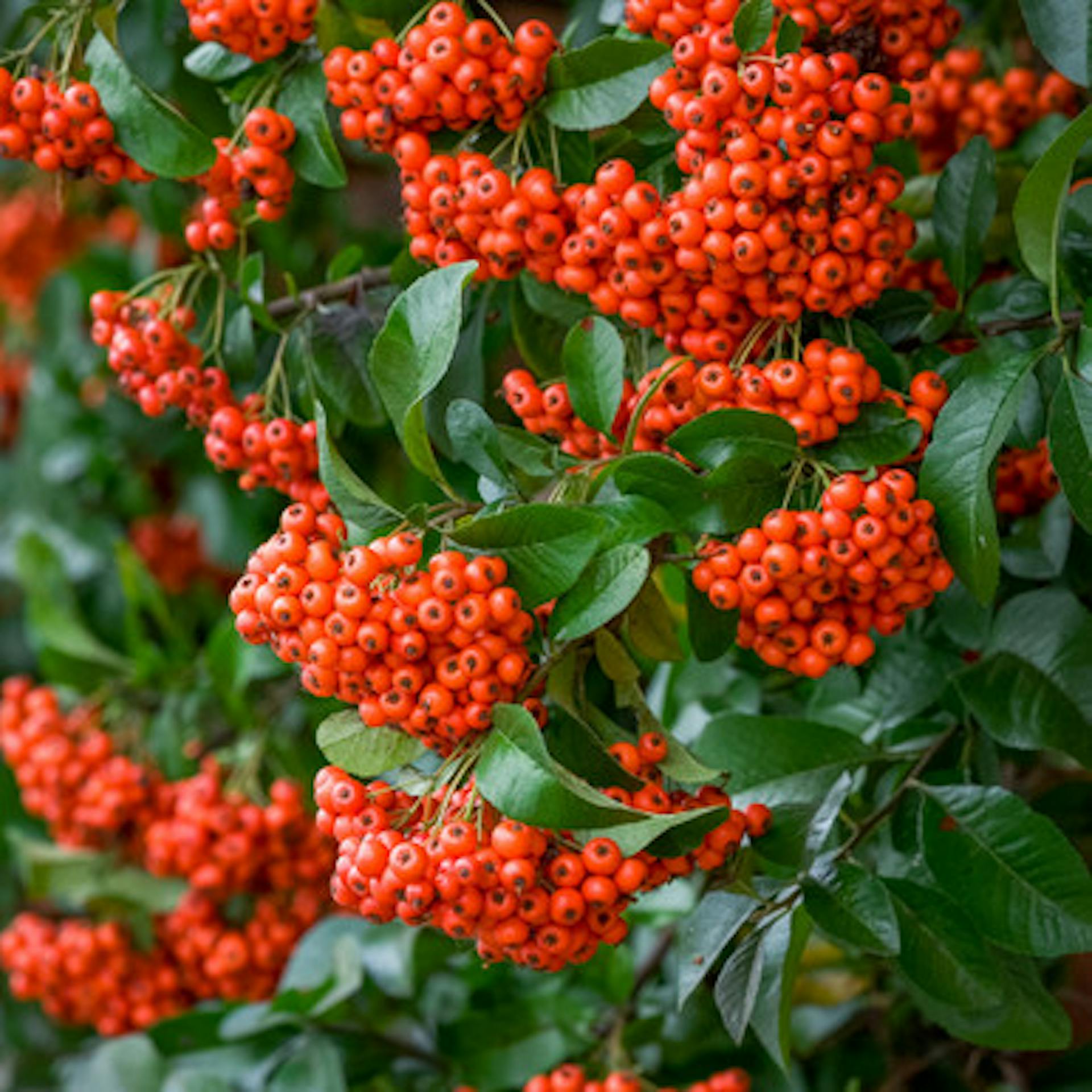 Pyracantha coccinea 'Red Star’