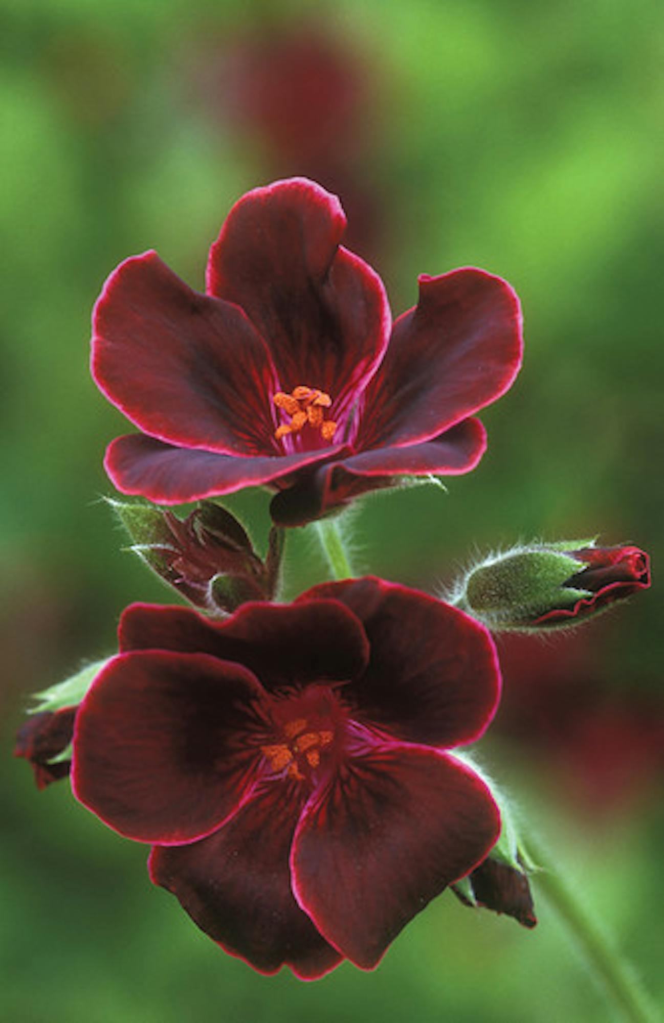 Venetian Pelargonium Collection