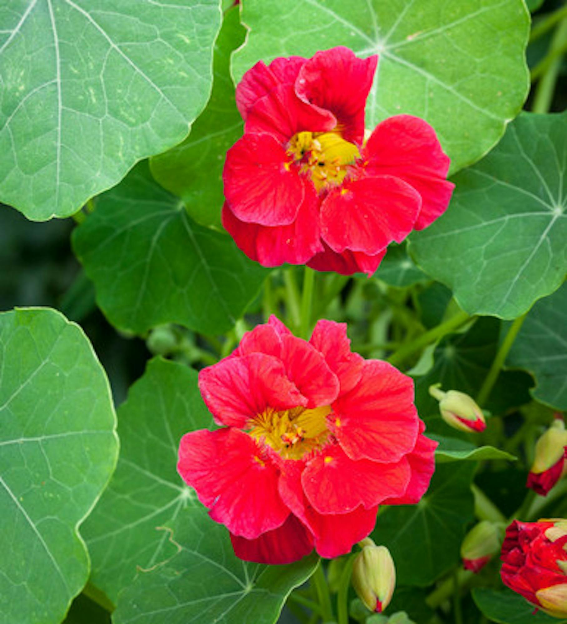 Nasturtium 'Cherry Rose Jewel' (Tropaeolum majus)
