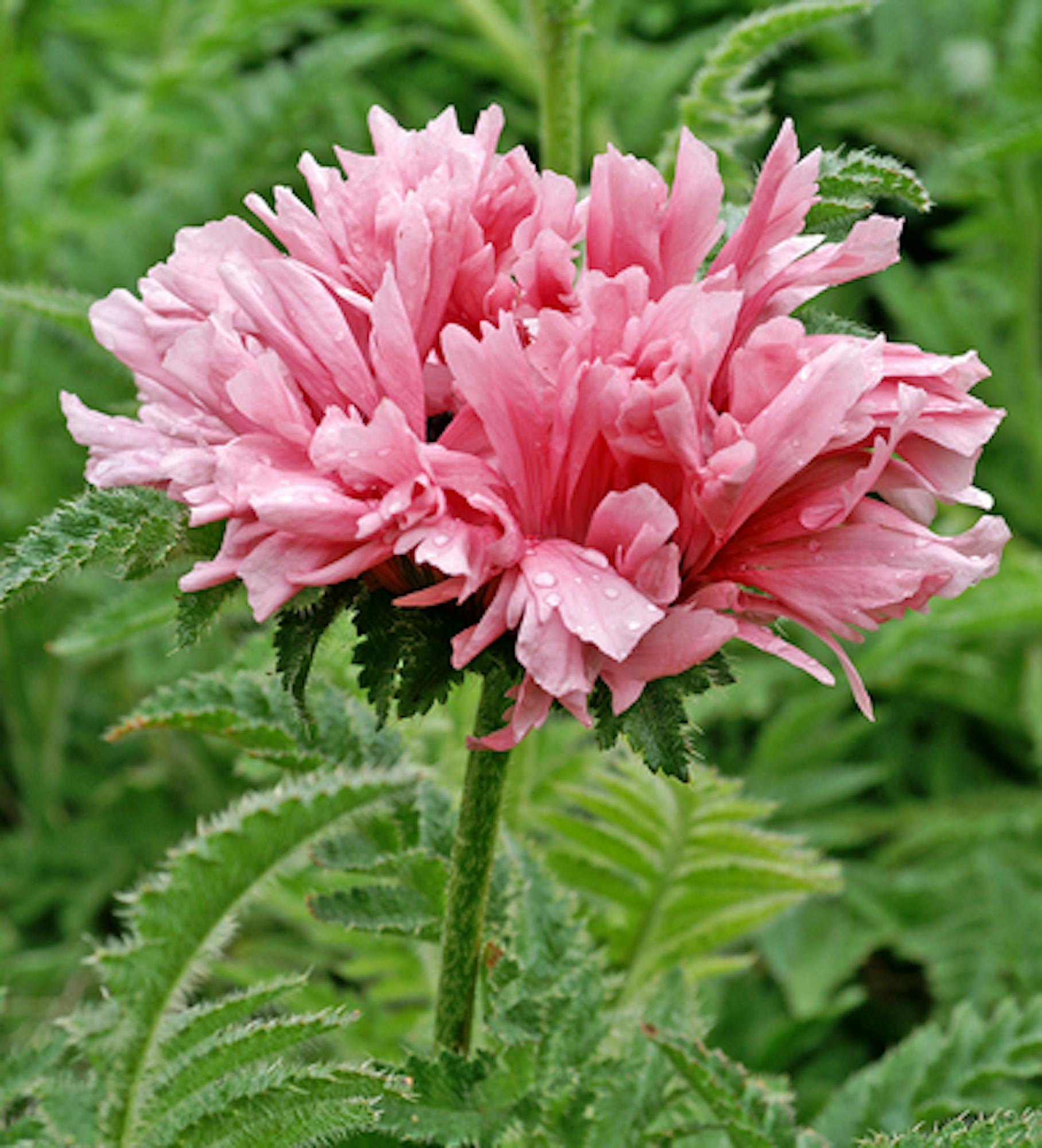 Oriental Poppy Collection