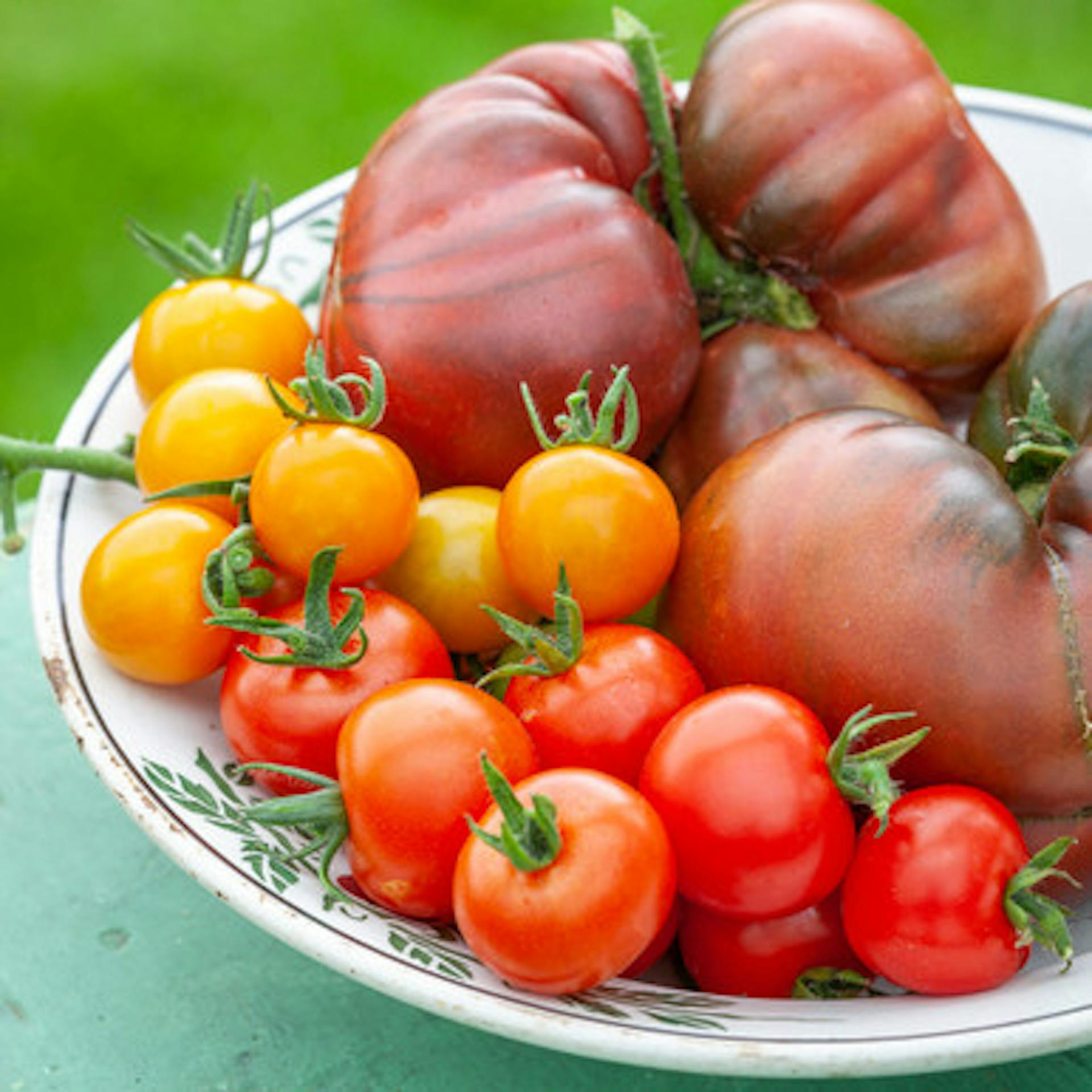 The Abundant Tomato Collection (Grafted)