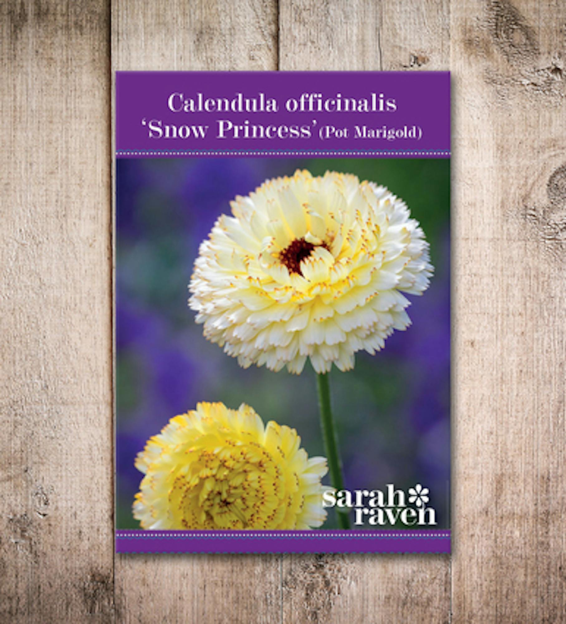 Calendula officinalis 'Snow Princess'