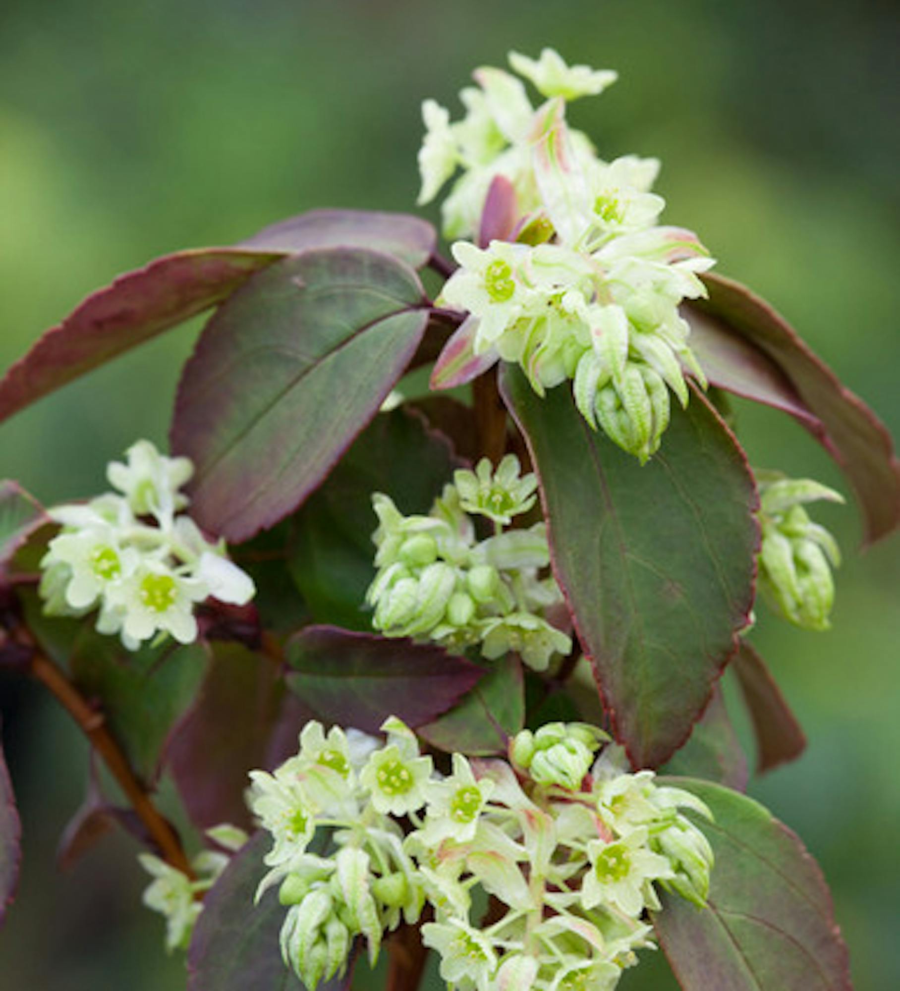 Ribes laurifolium 'Mrs Amy Doncaster'