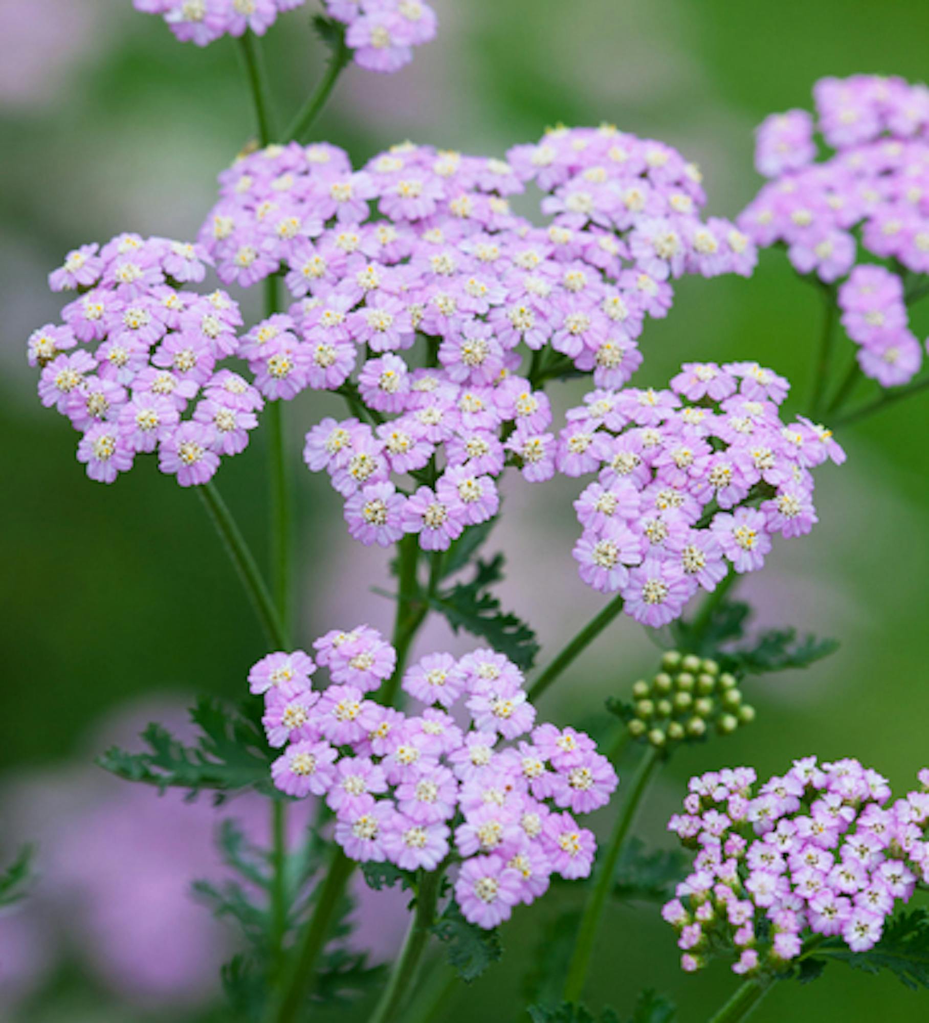 Achillea millefolium 'Lilac Beauty'