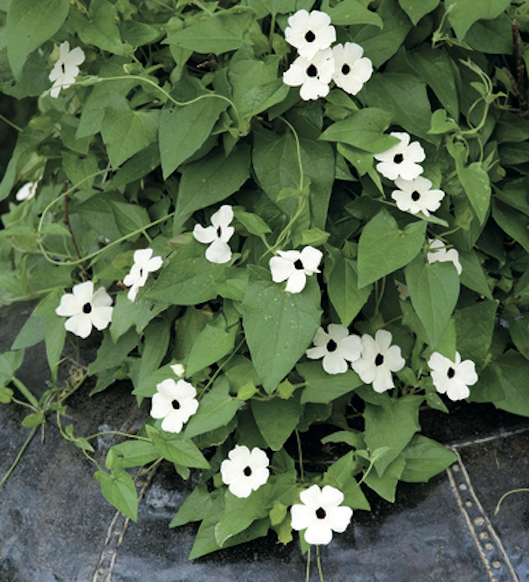 Thunbergia alata 'Alba'