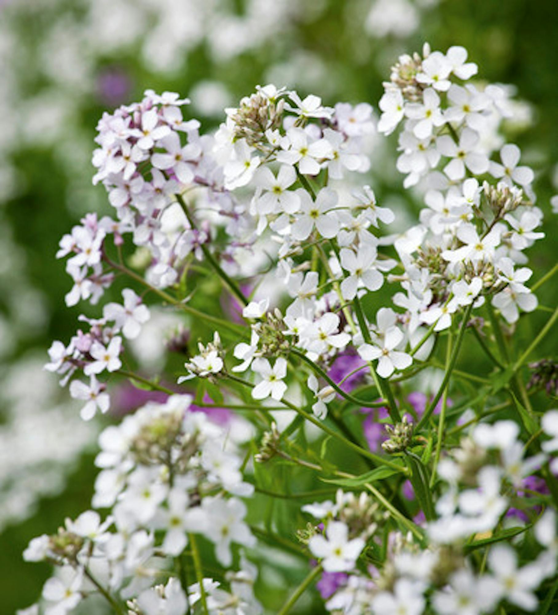 Hesperis matronalis var. albiflora