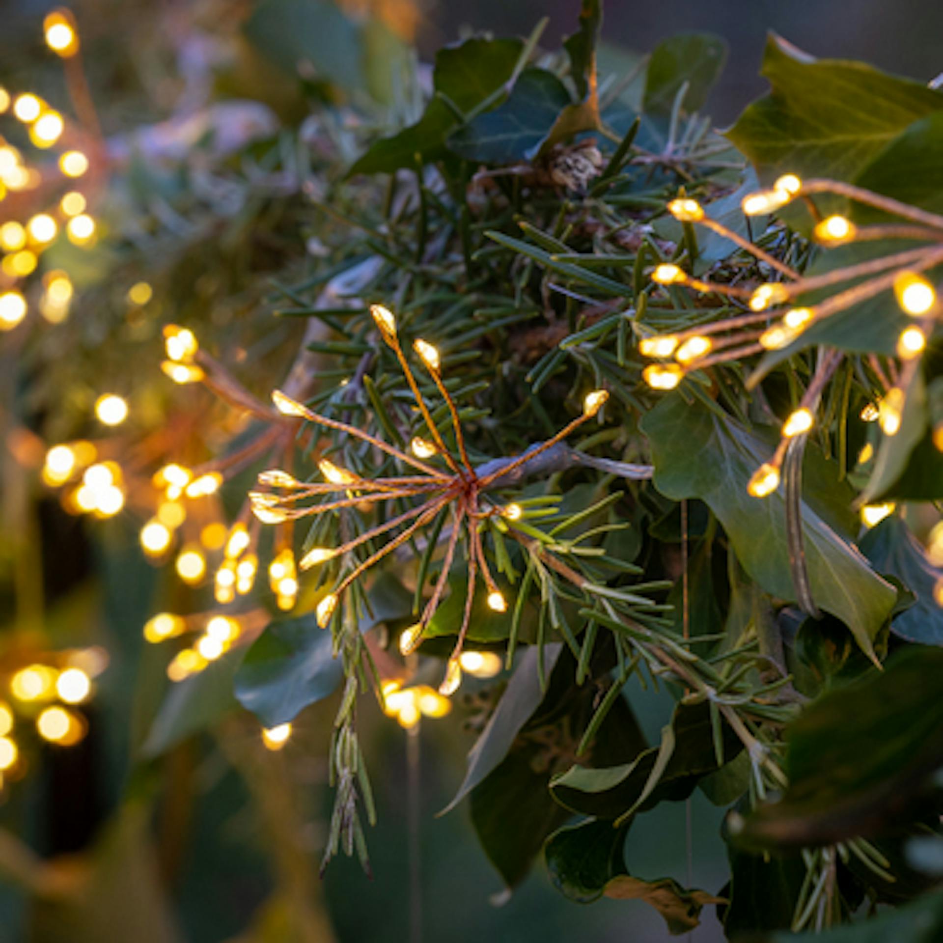 Mini Allium Light Chains