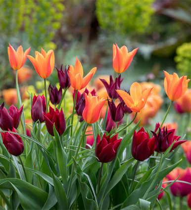 Lily-flowered Tulip Pot Collection