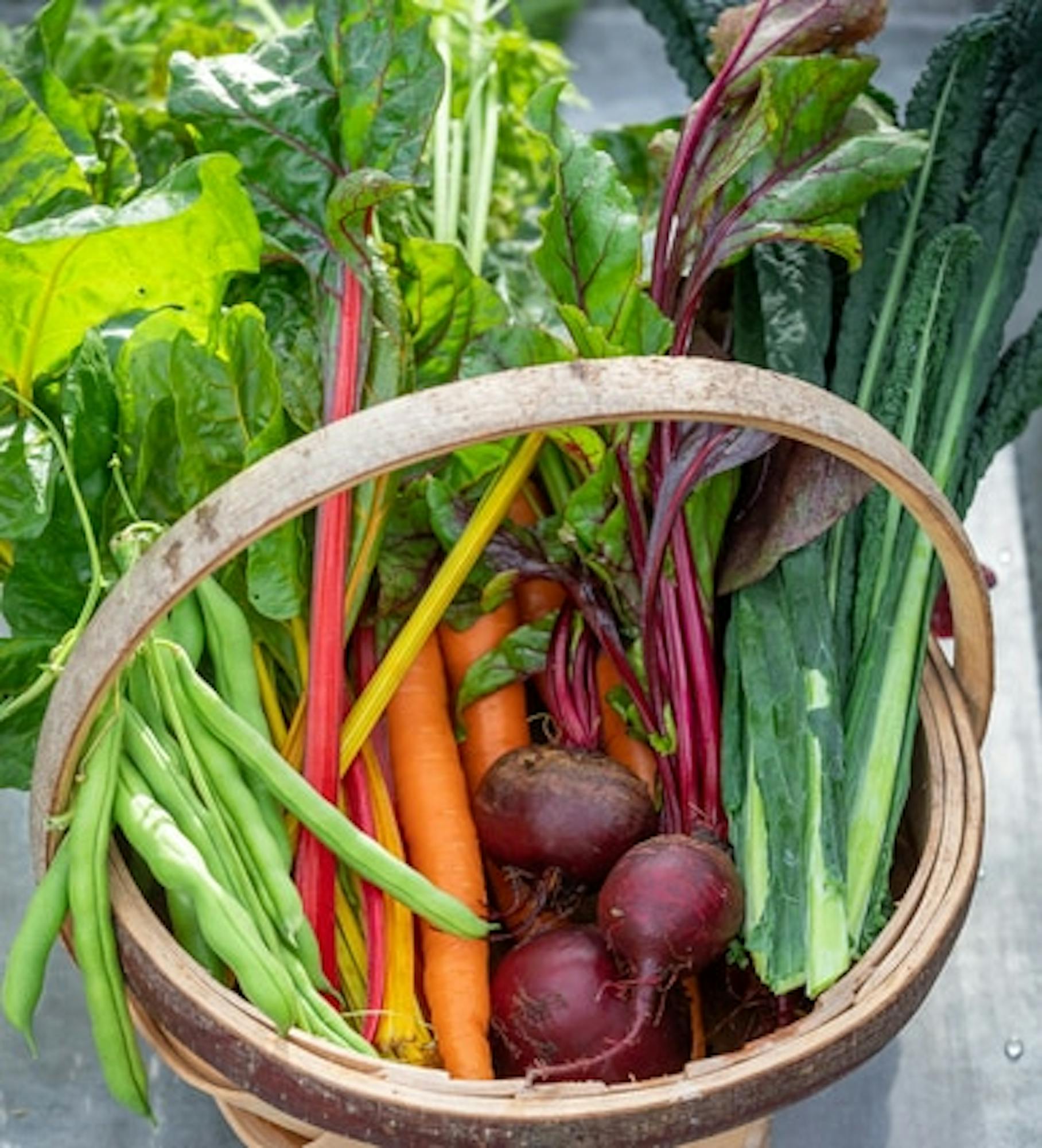 Swiss Chard 'Bright Lights'