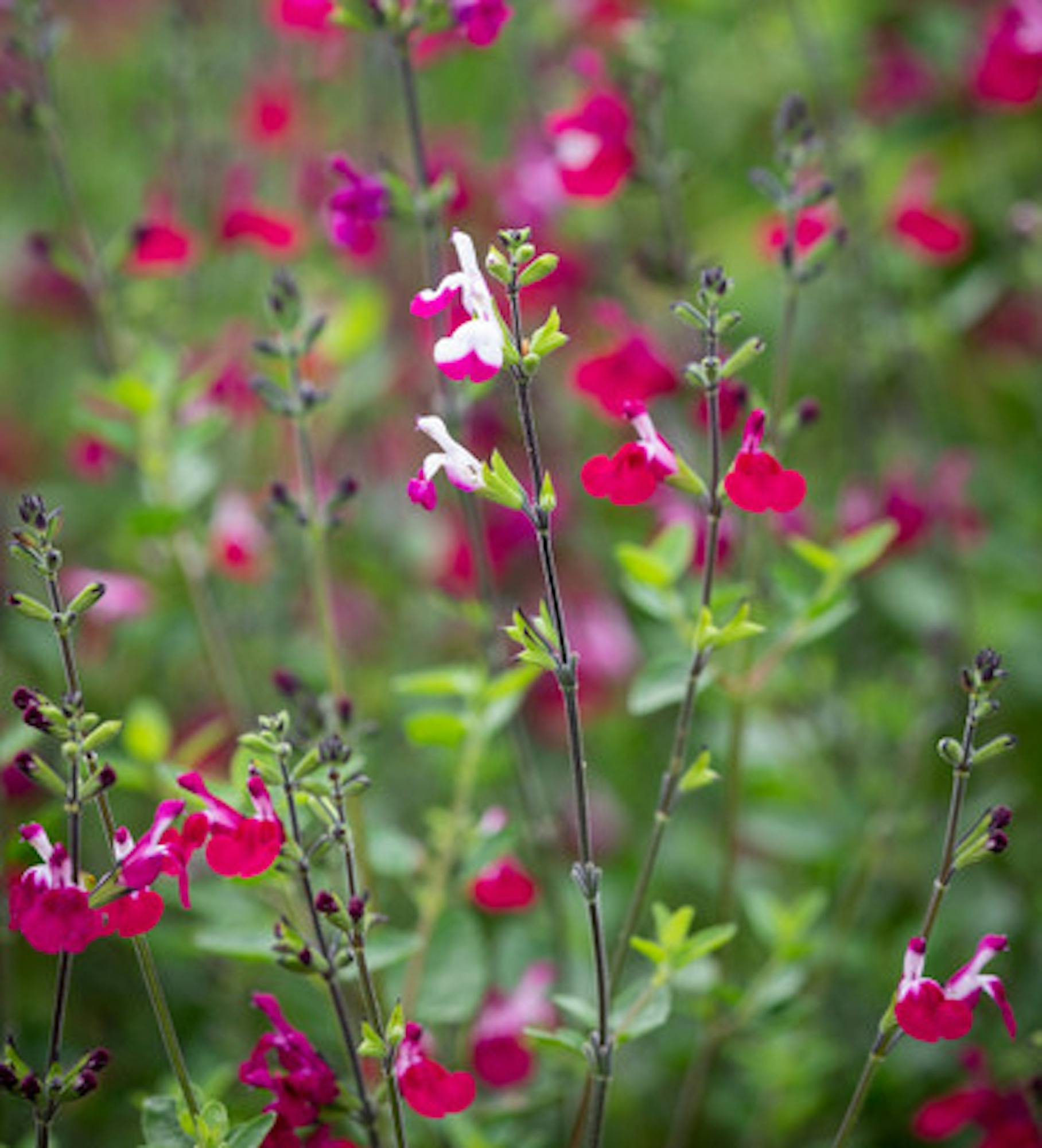 Salvia greggii 'Cherry Lips'