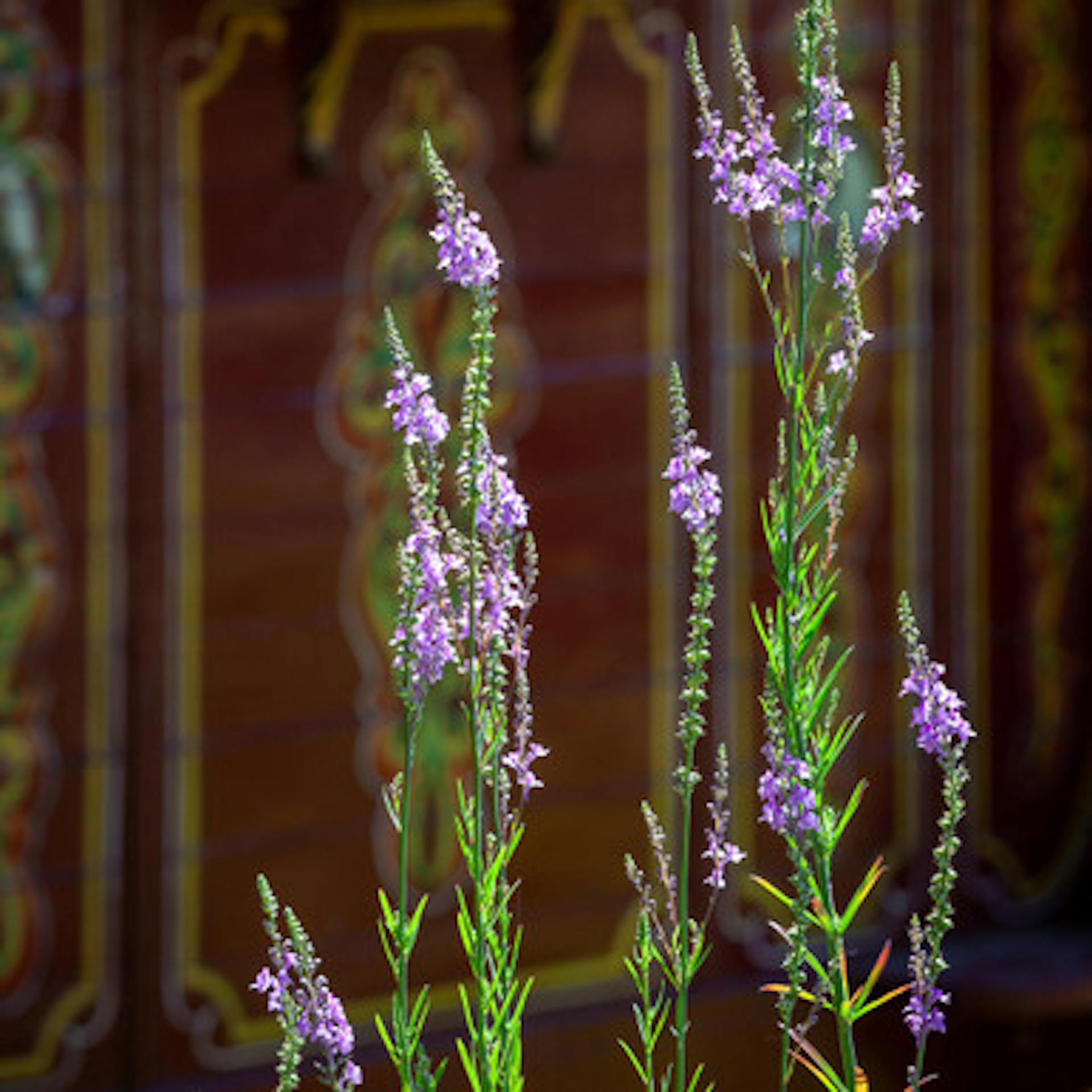 Purple Toadflax (Linaria purpurea)