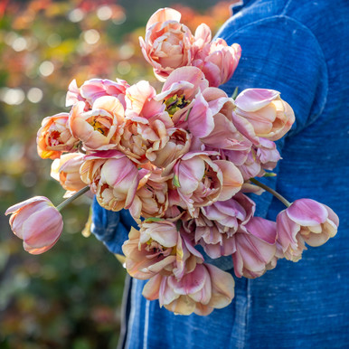 Tulip 'La Belle Epoque'