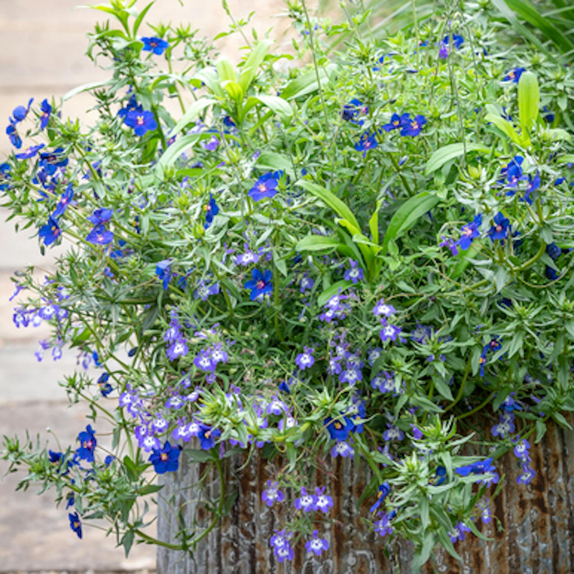 True Blue Pot Collection